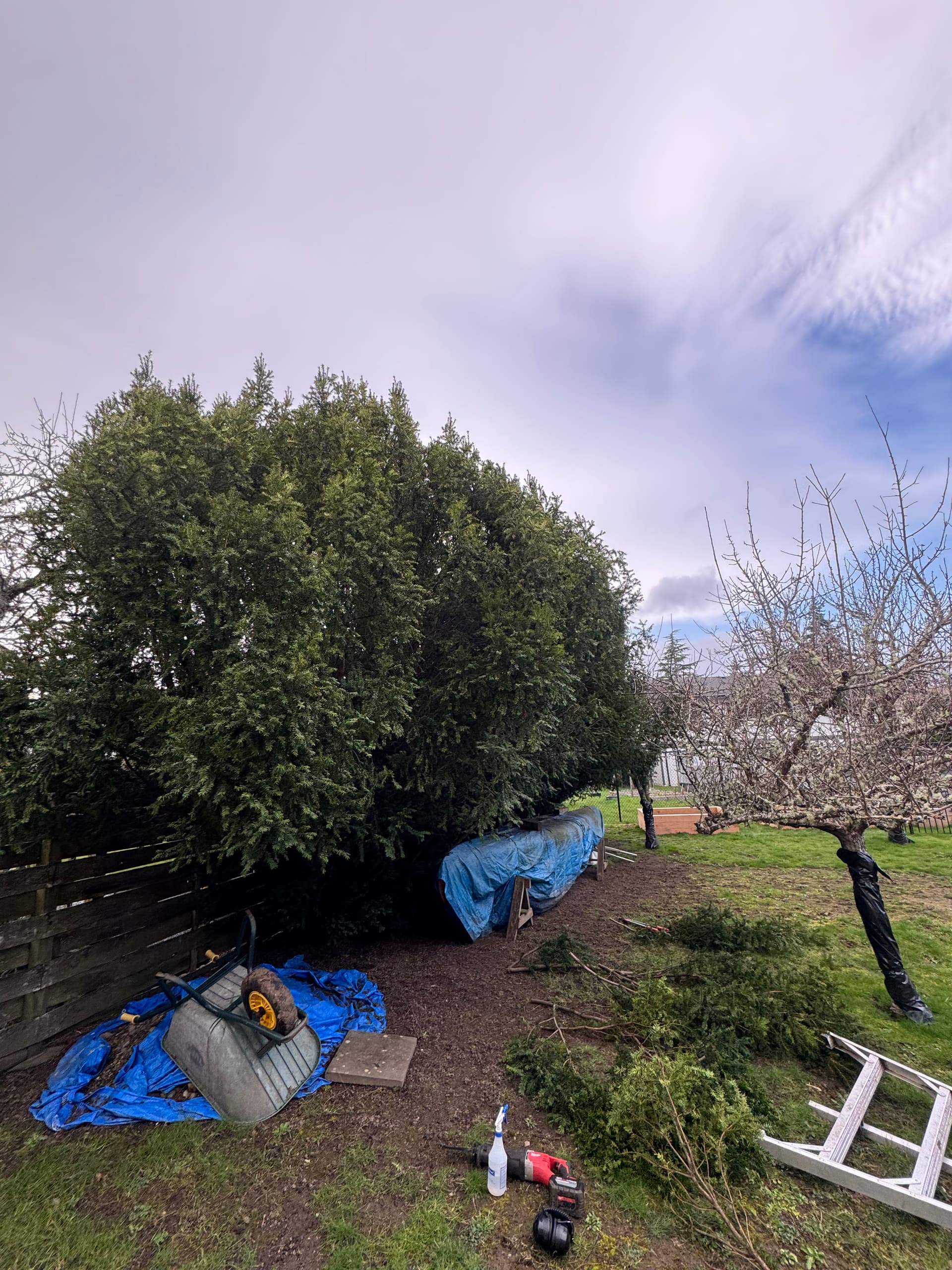 Gallery photos for Trimming Success: A Large Pacific Yew Makeover: Image #2
