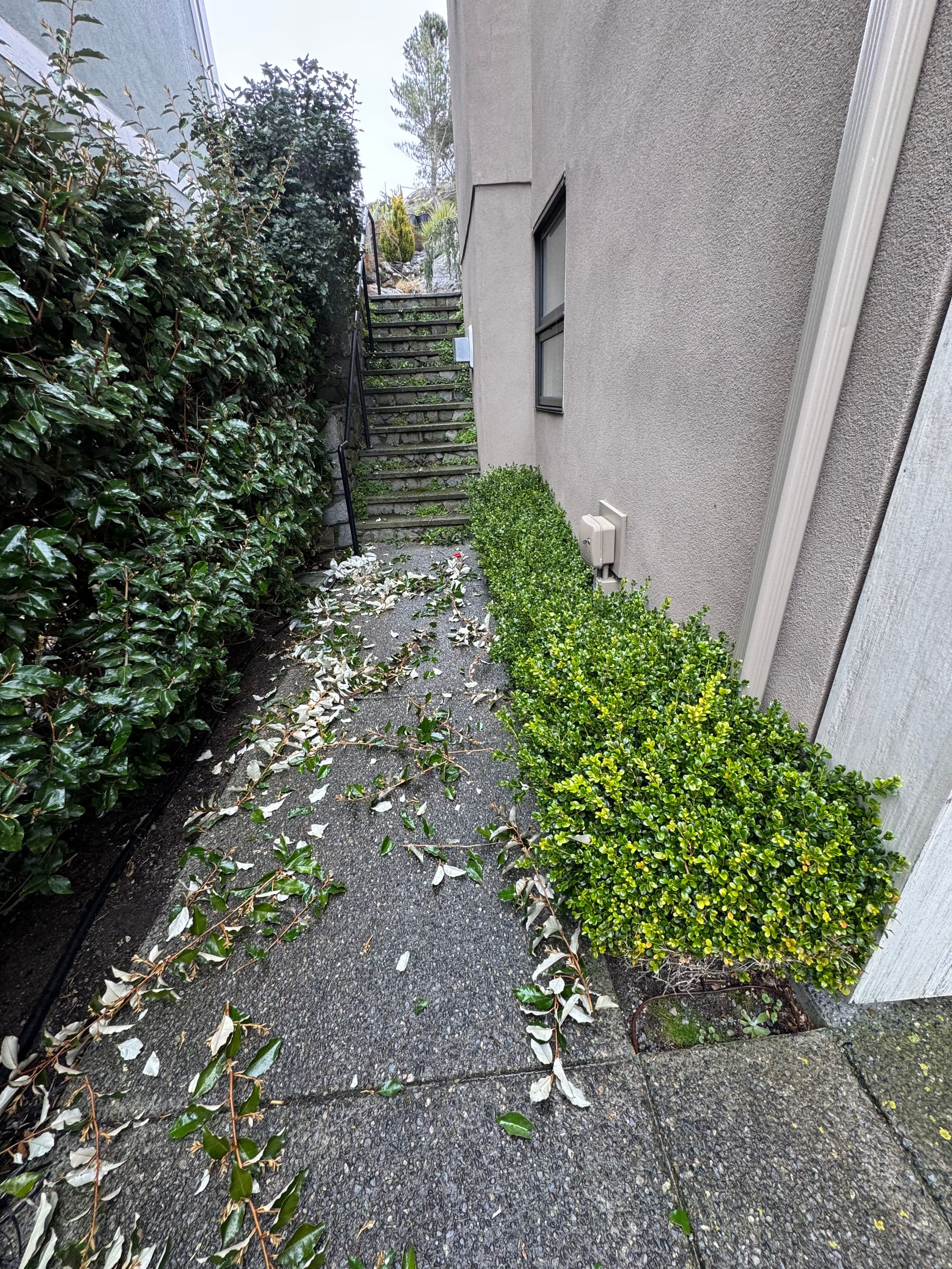 Amazing Hedge Trimming and Landscape Cleanup image