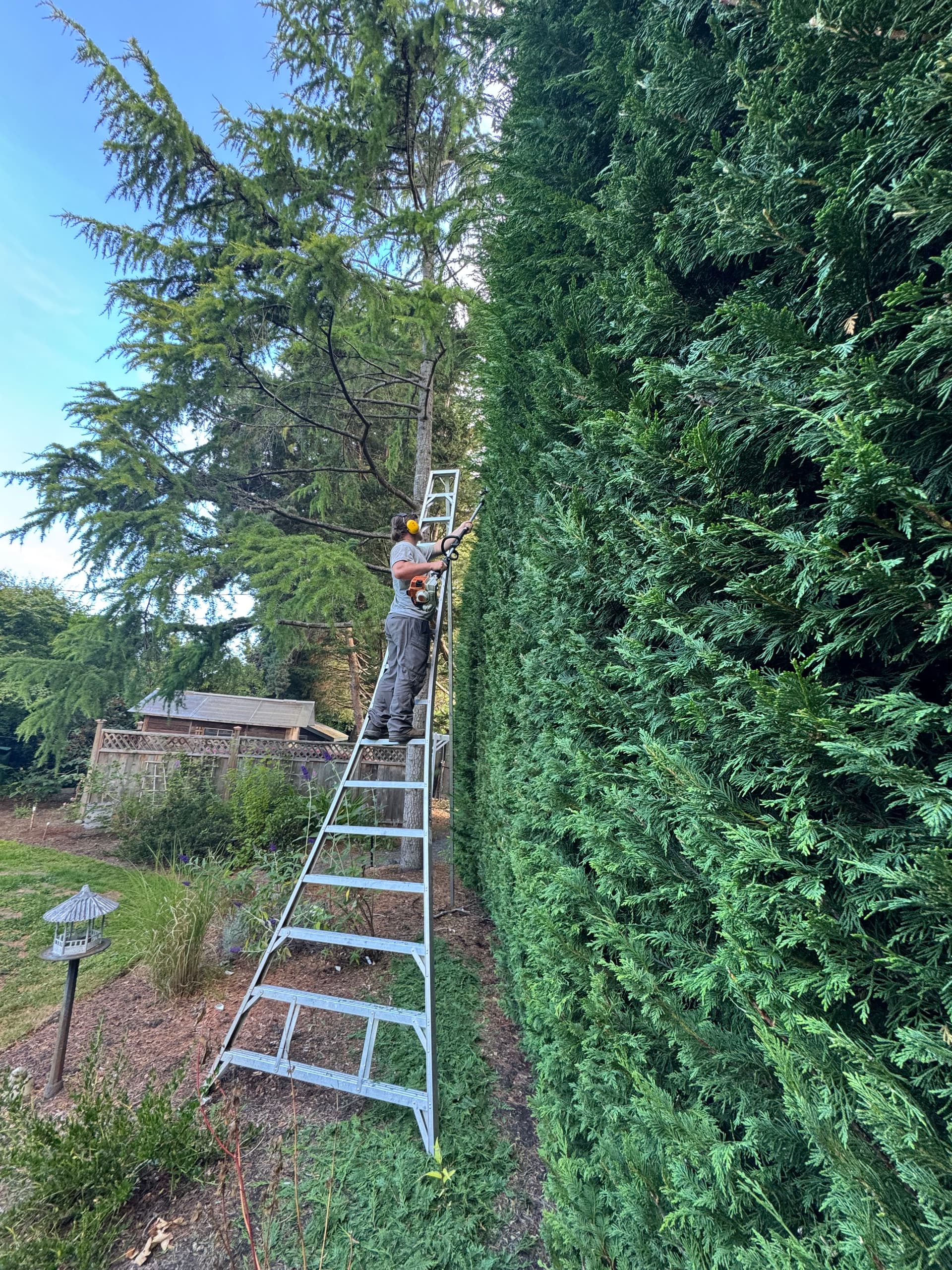 Gallery photos for Big Hedge, Clean Finish - Hedge Trimming Done Right: Image #1