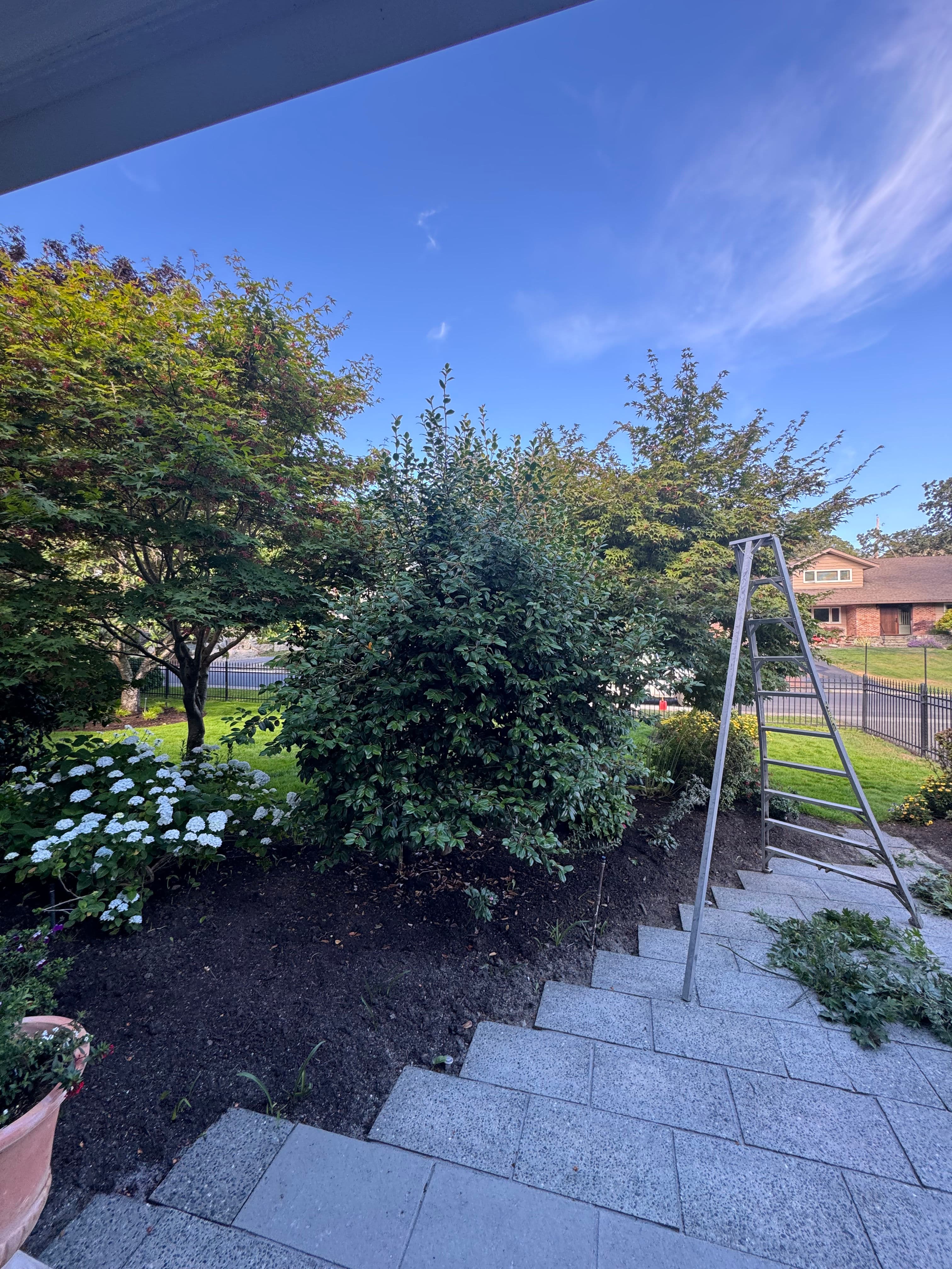 Project Mid-Summer Shrub Cutback That Makes the Whole Garden Pop image