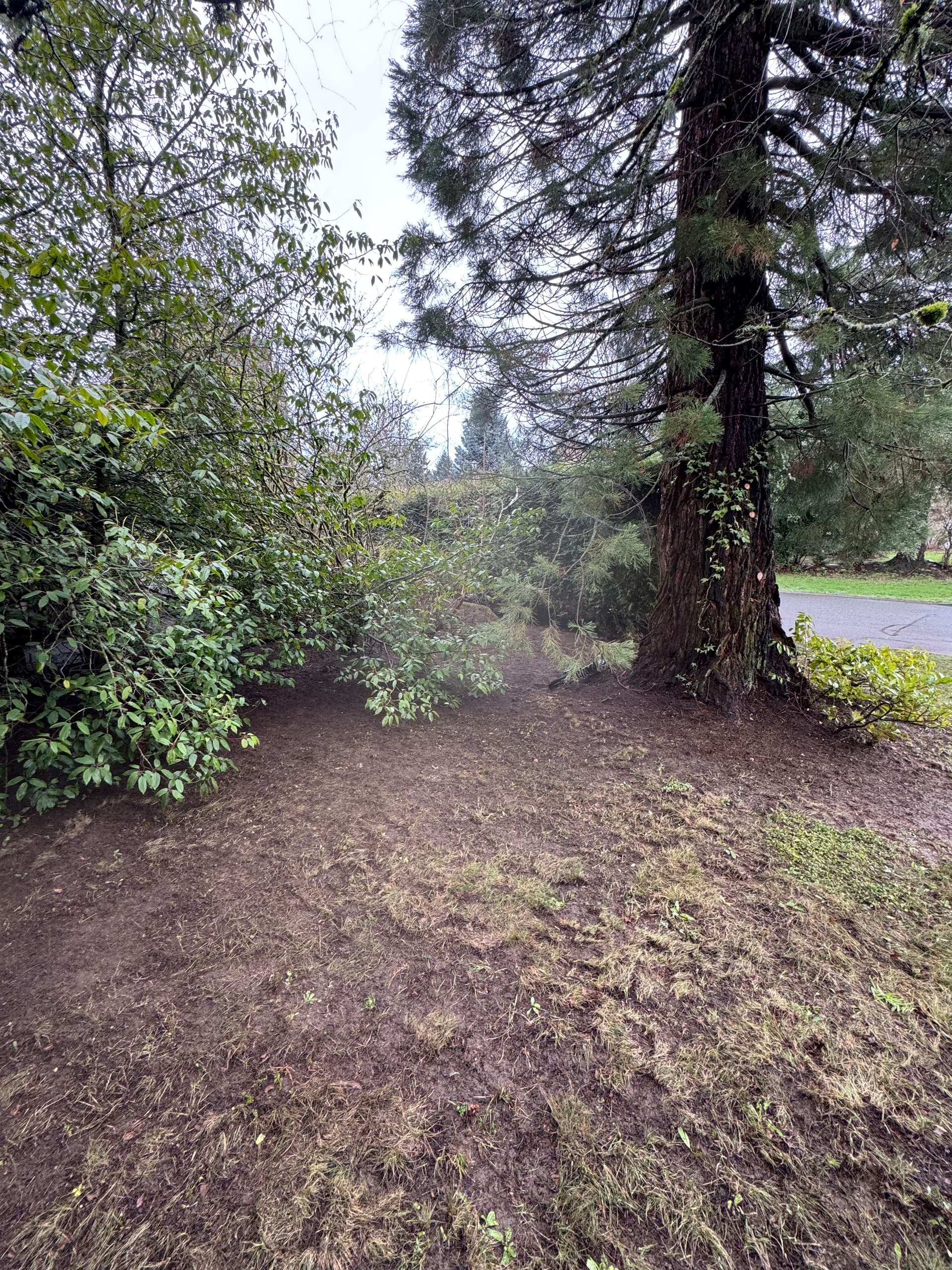 Transform Your Outdoor Space with Expert Landscape Cleanup