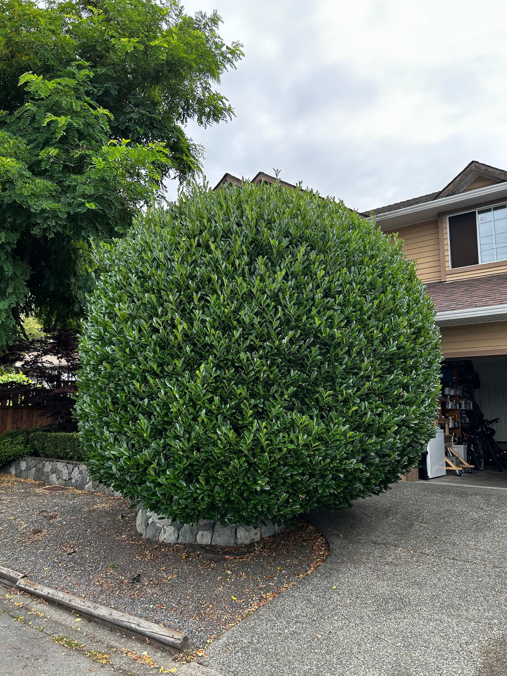 Gallery photos for Hedge Trimming in Moore That Actually Makes a Difference: Image #1