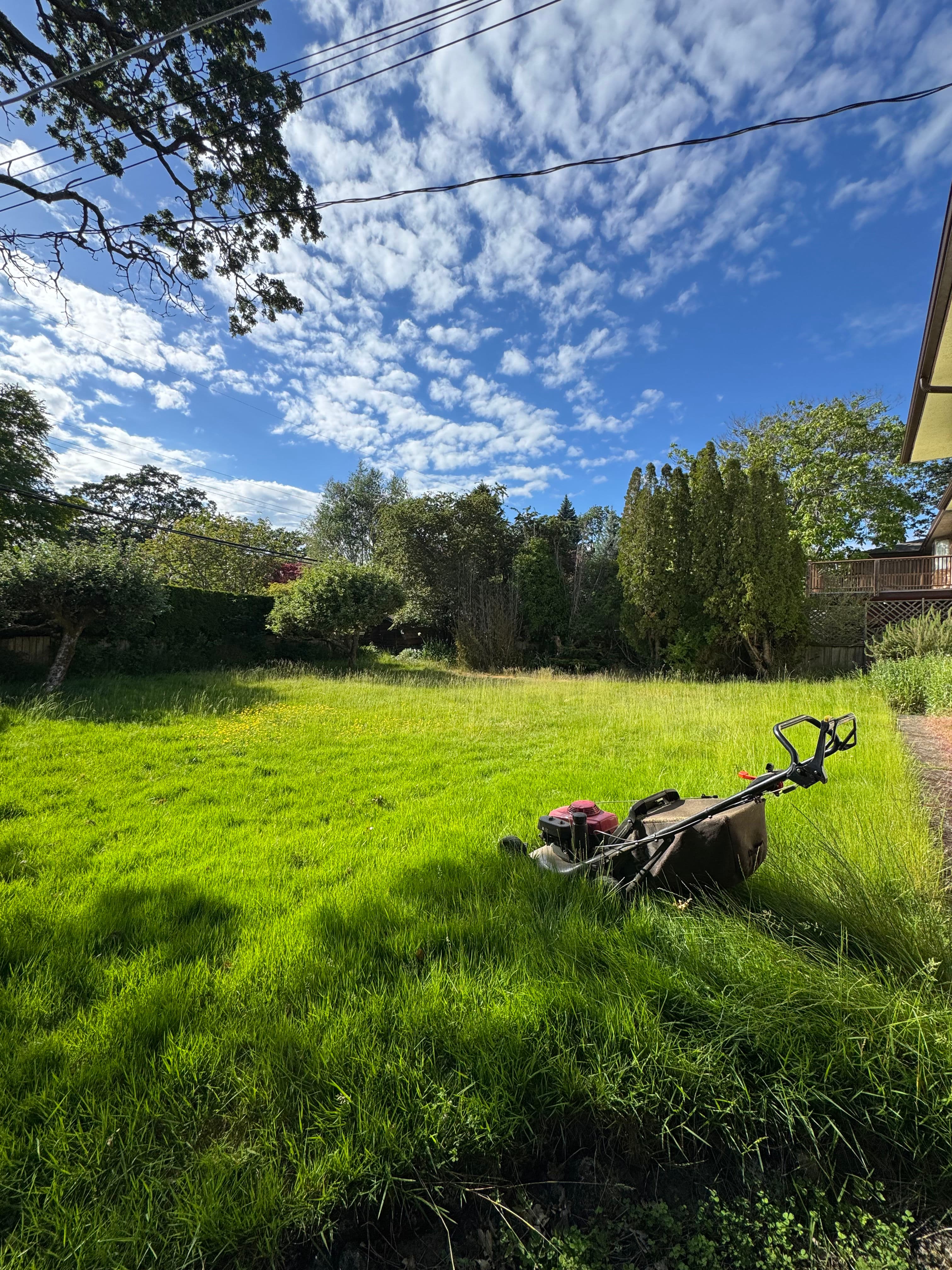 Project Overgrown Lawn Brought Back Under Control image