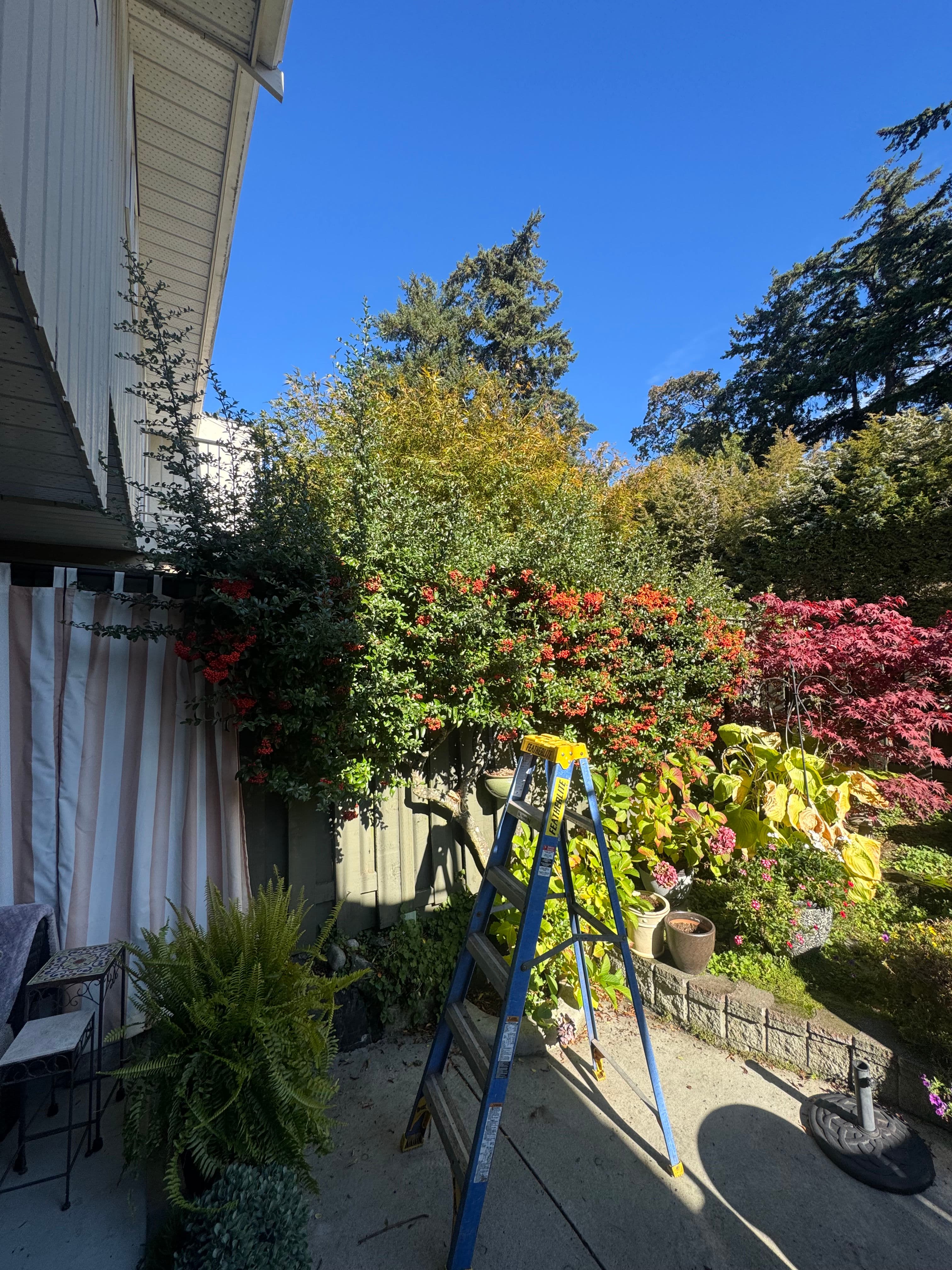 Project Patio Expansion with Precision Pruning image
