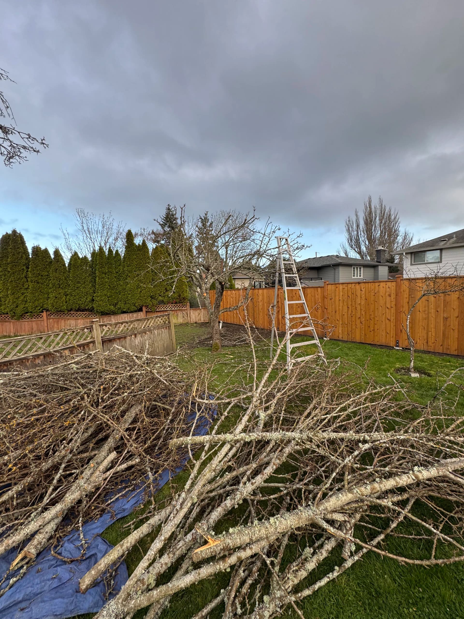 Gallery photos for Hard Pruning a Fruit Tree That Needed a Reset: Image #3