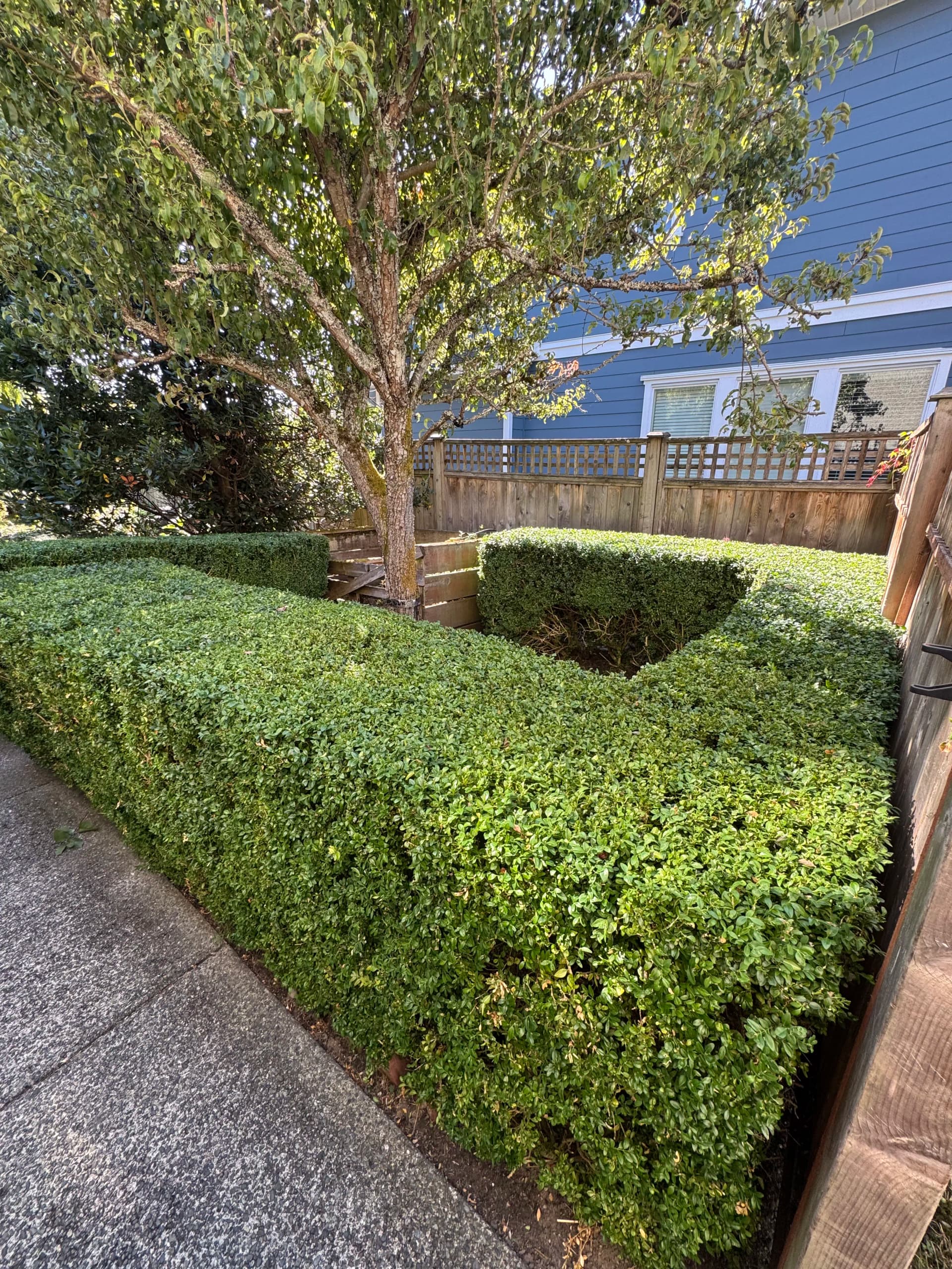 Clean Hedge Lines That Make the Whole Yard Look Sharp image