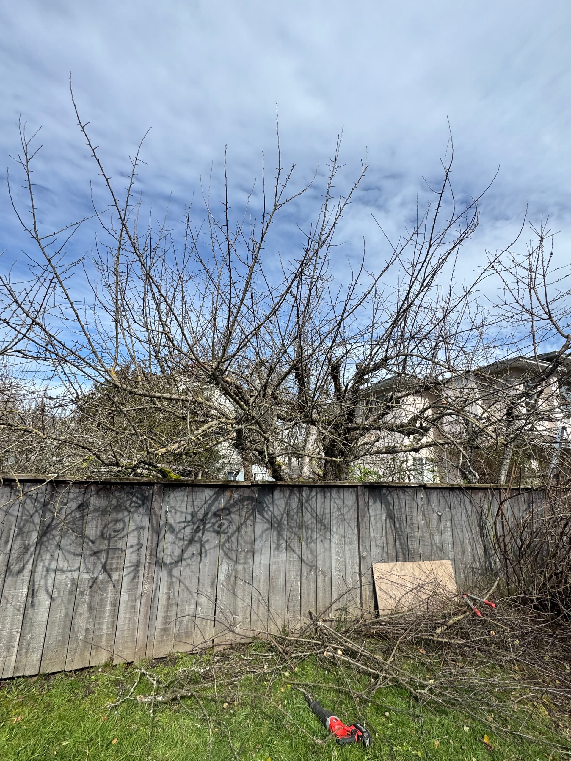 Gallery photos for Fruit Tree Transformation with Pruning Magic: Image #1