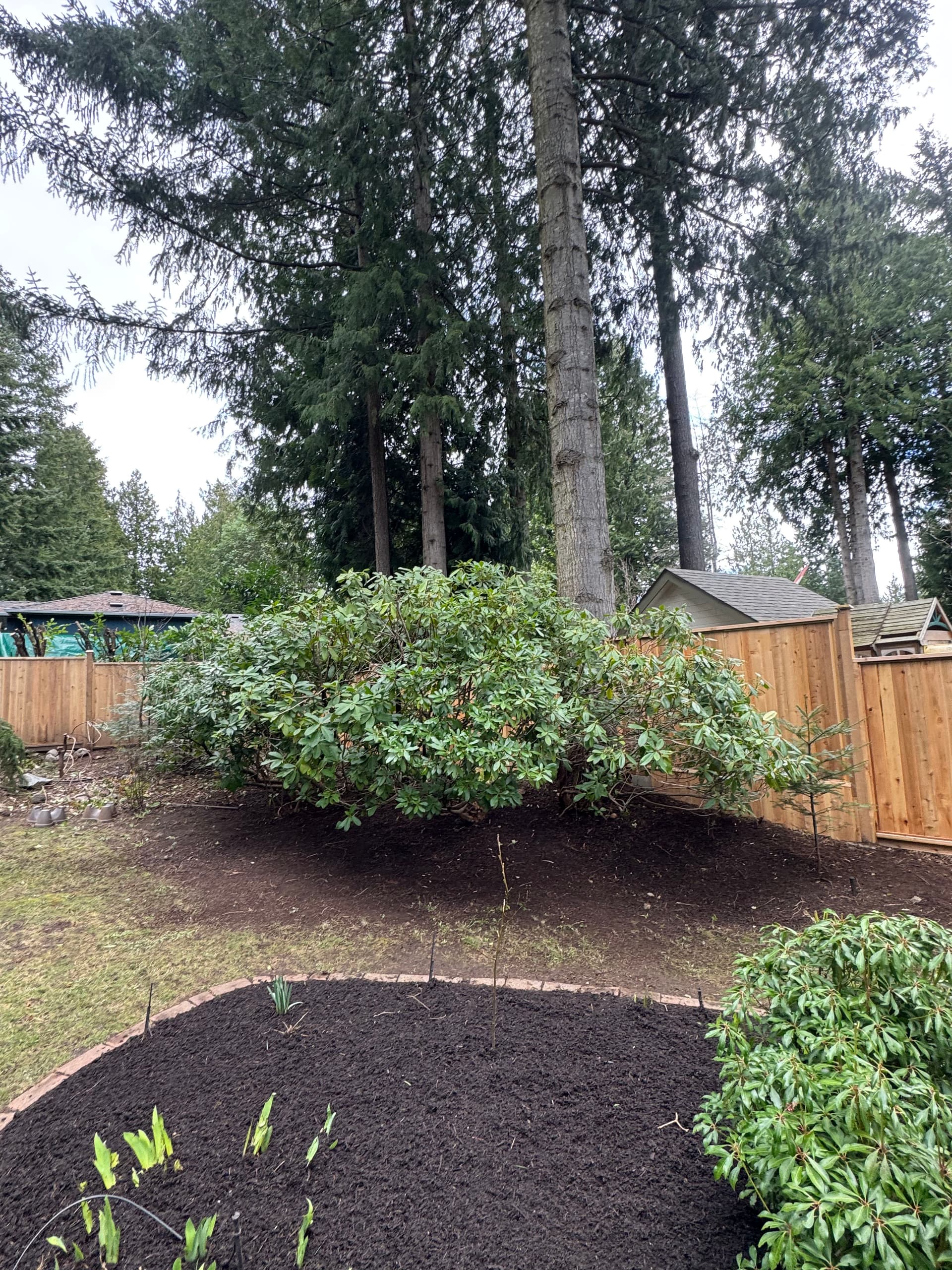 Gallery photos for Pruning Expertise in Action: Image #1