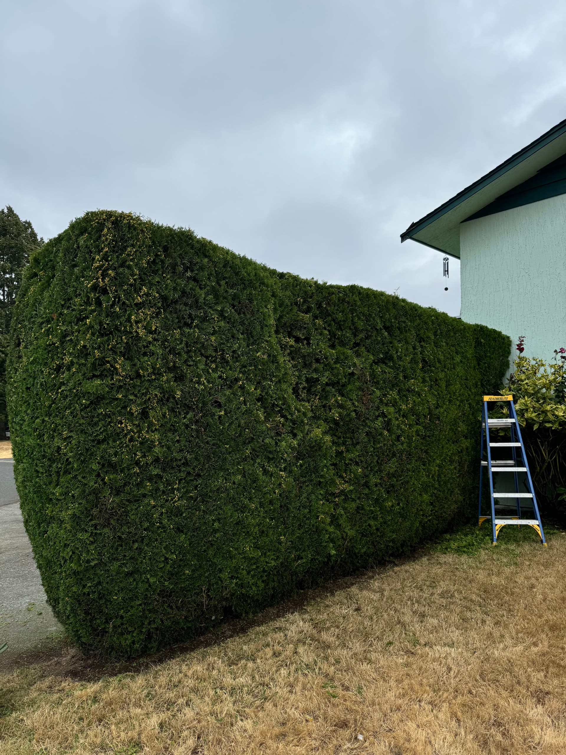 Expert Hedge Trimming at The Friendly Gardener image