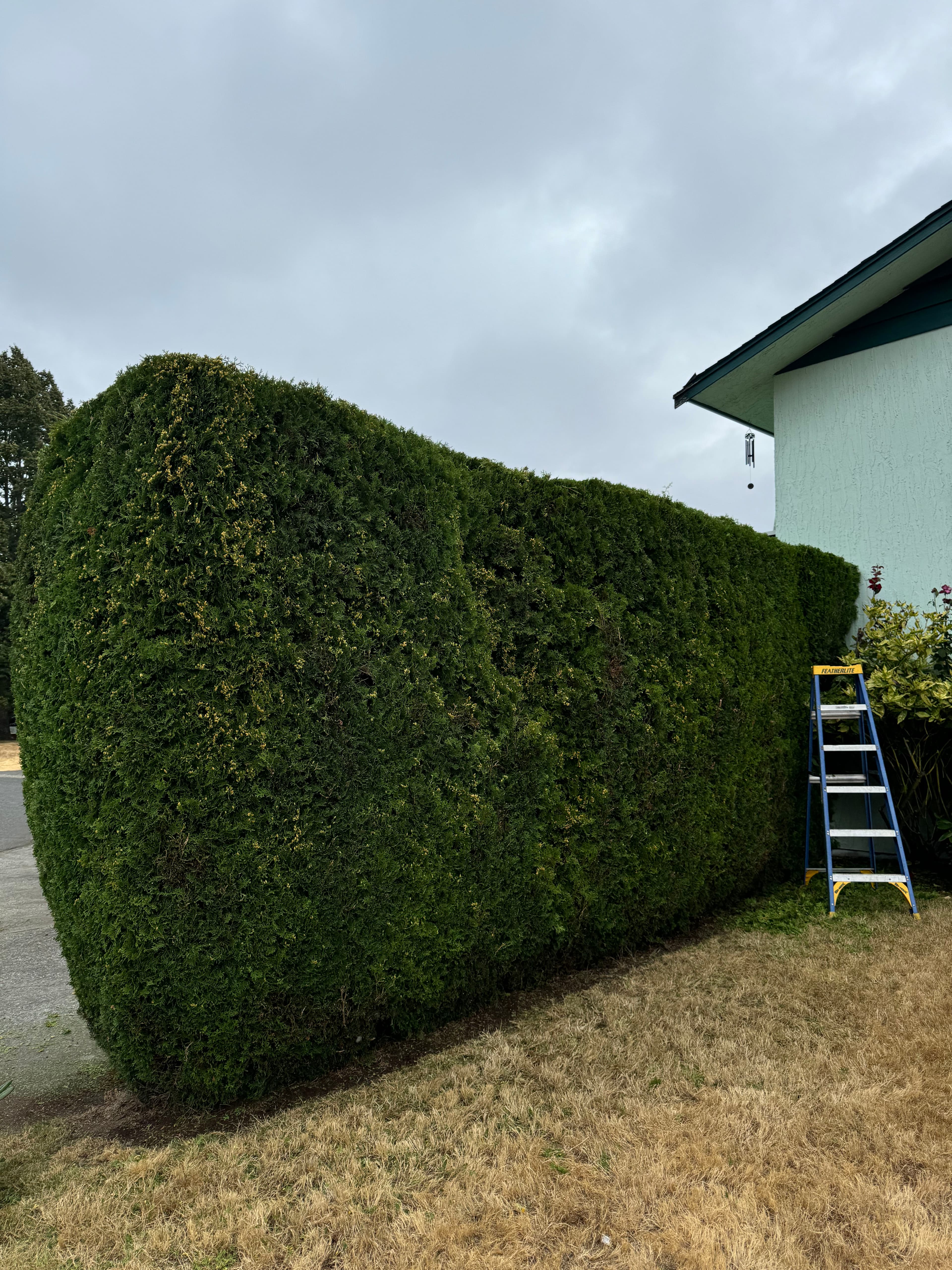 Project Expert Hedge Trimming at The Friendly Gardener image