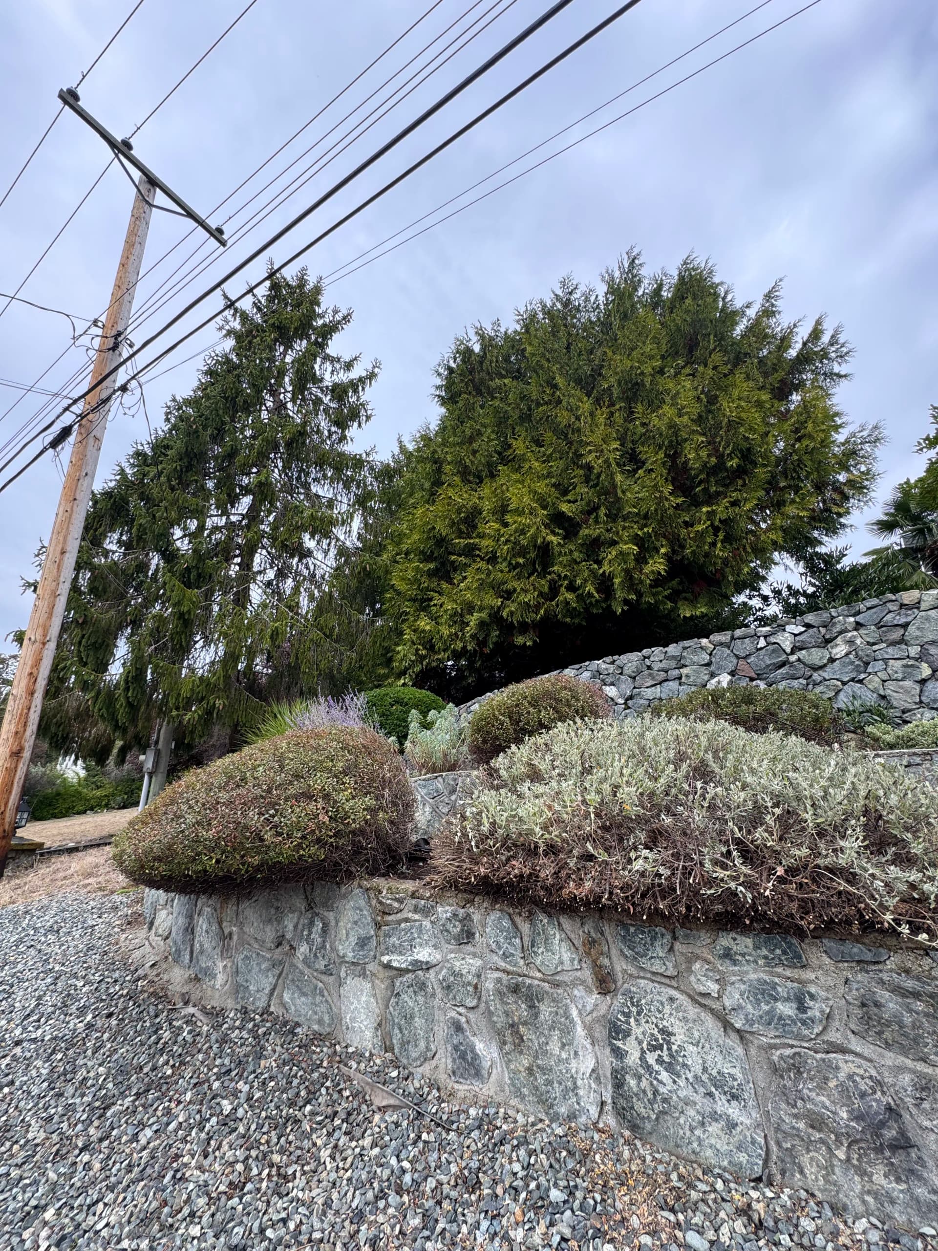 When Victoria Shrubs Take Over Your Yard