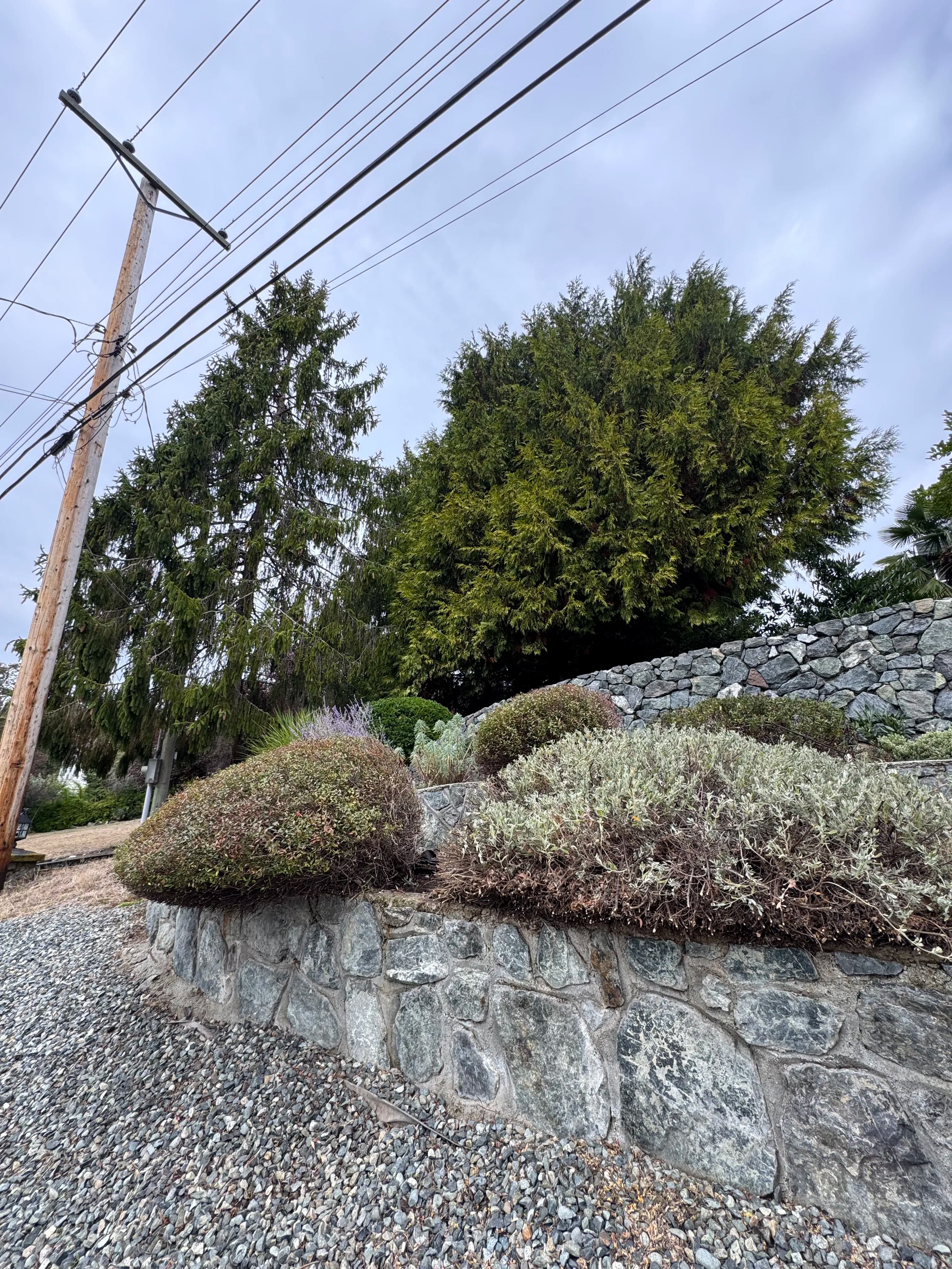 Project When Victoria Shrubs Take Over Your Yard image