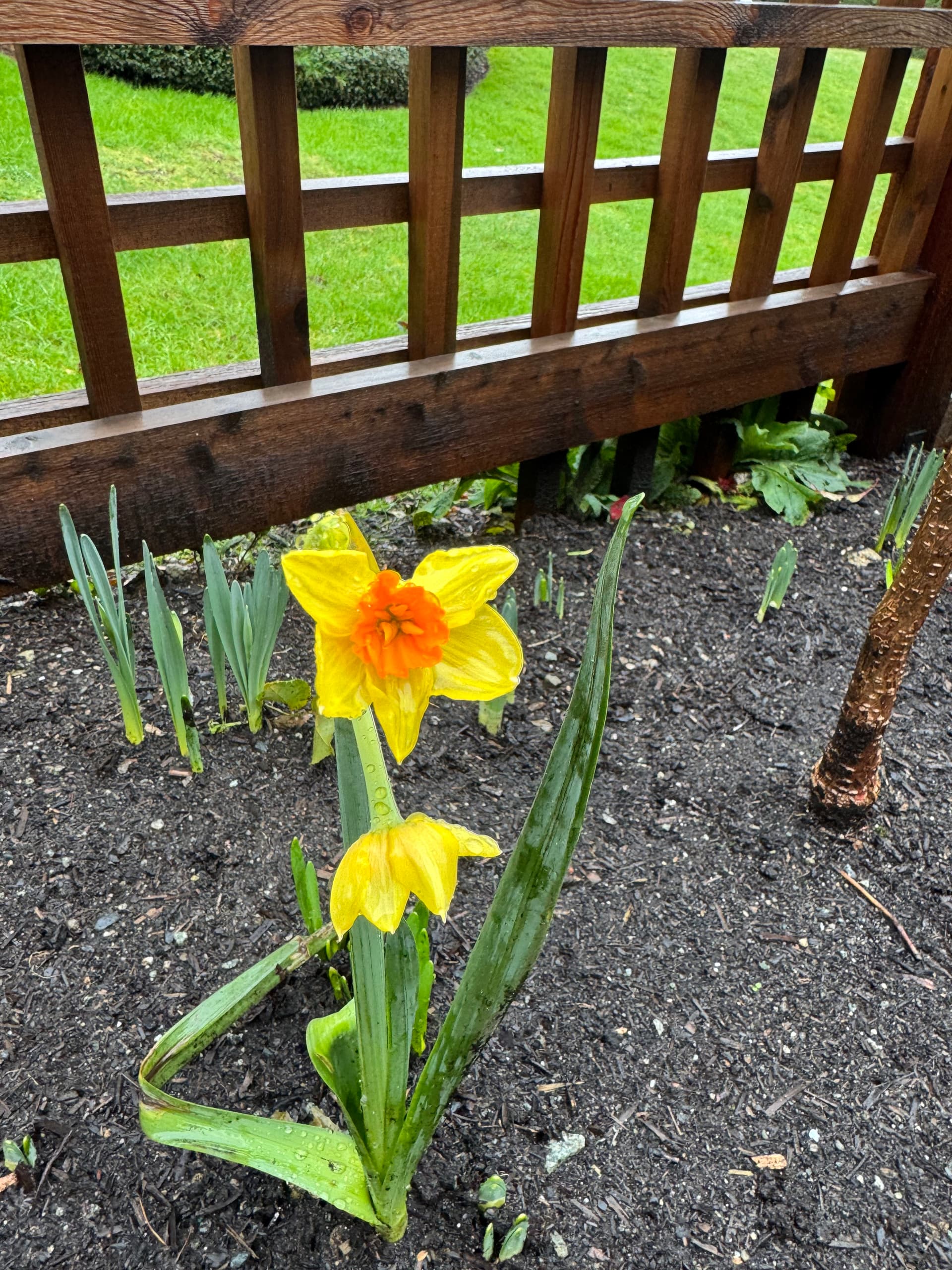 Gallery photos for Spring Blooms Brighten Up Victoria BC Gardens: Image #2