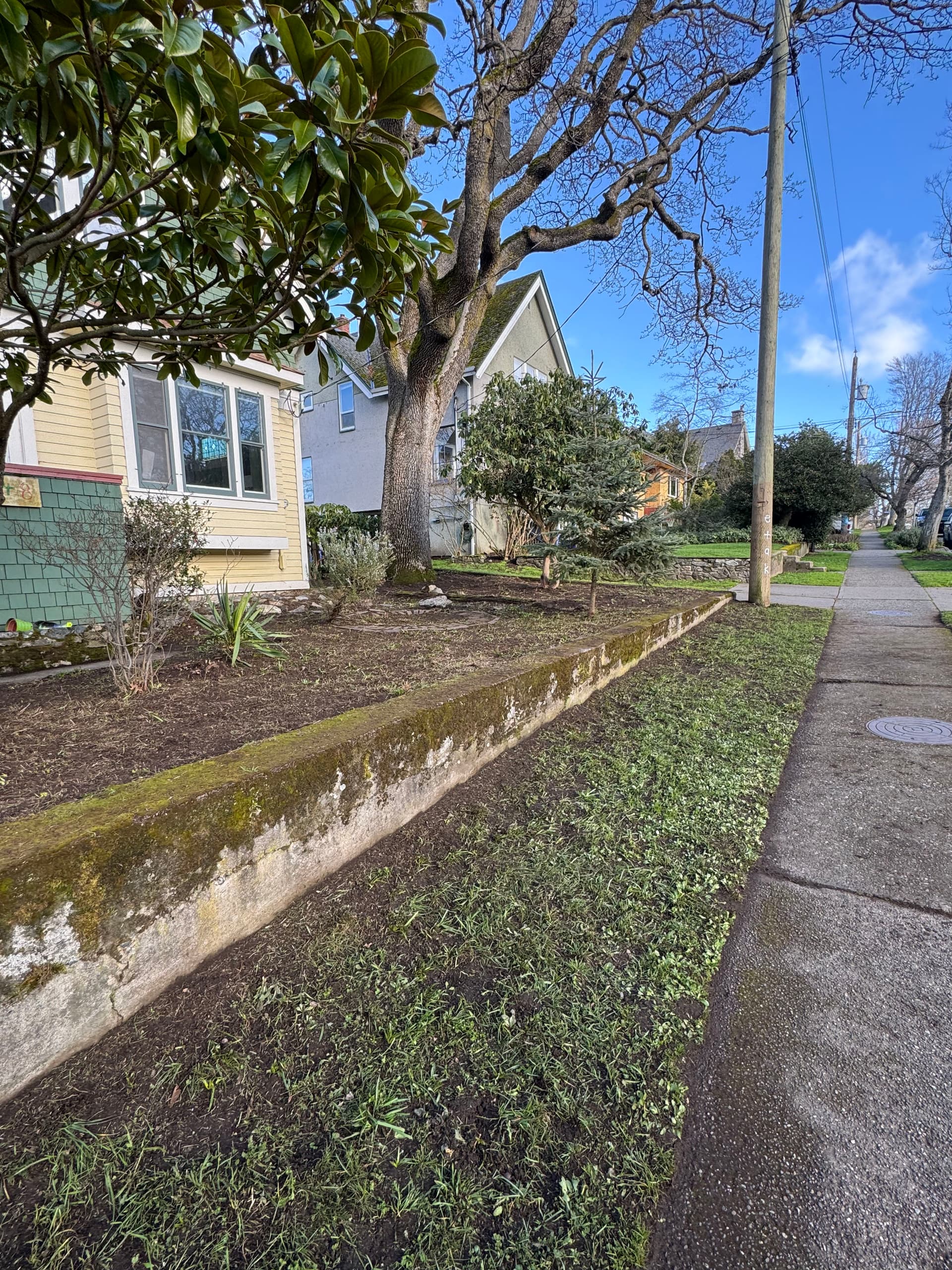 Gallery photos for Landscape Cleanup Brings New Life to Neighborhood Sidewalk: Image #1