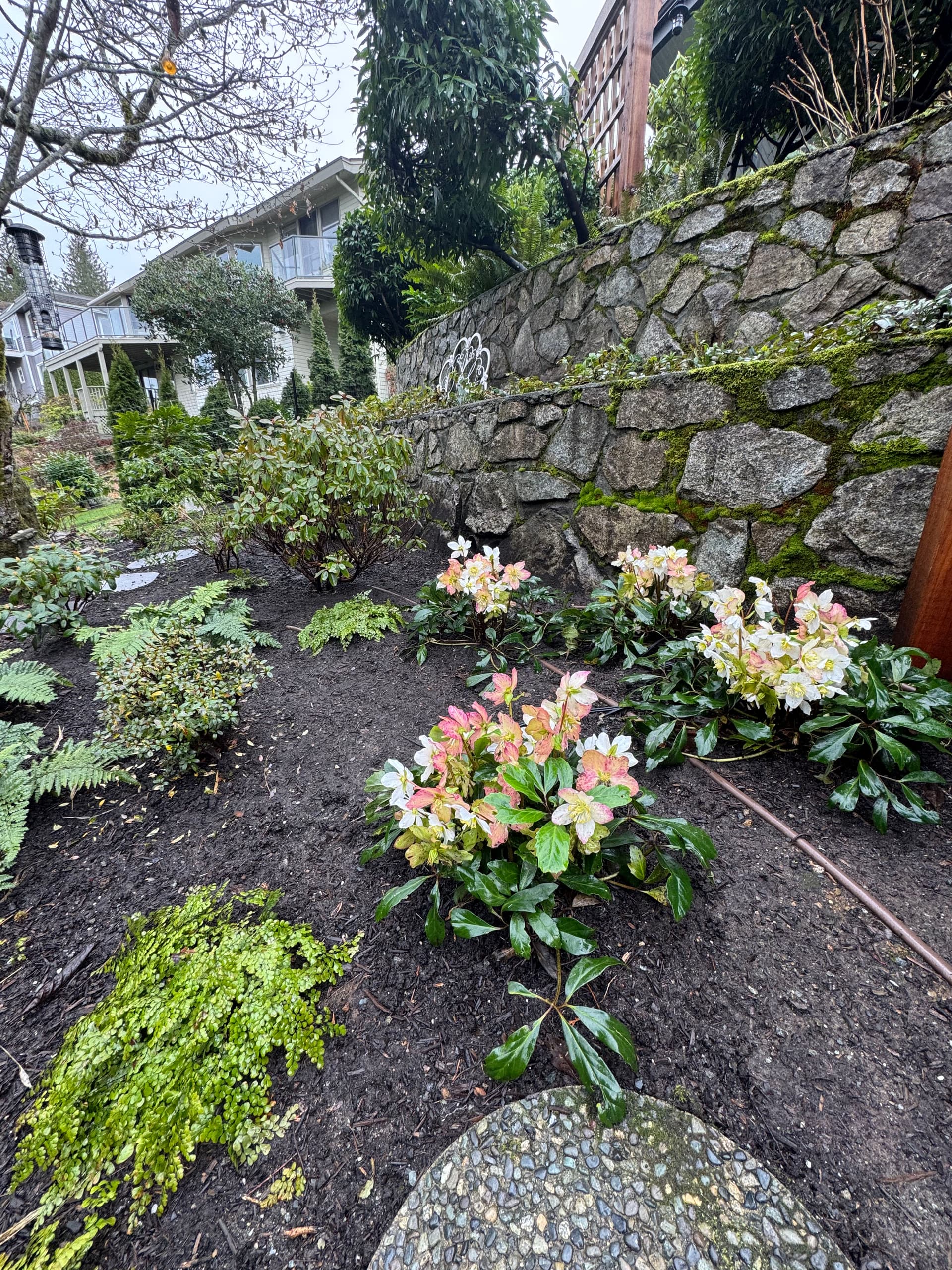 Spring Blooms Brighten Up Victoria BC Gardens
