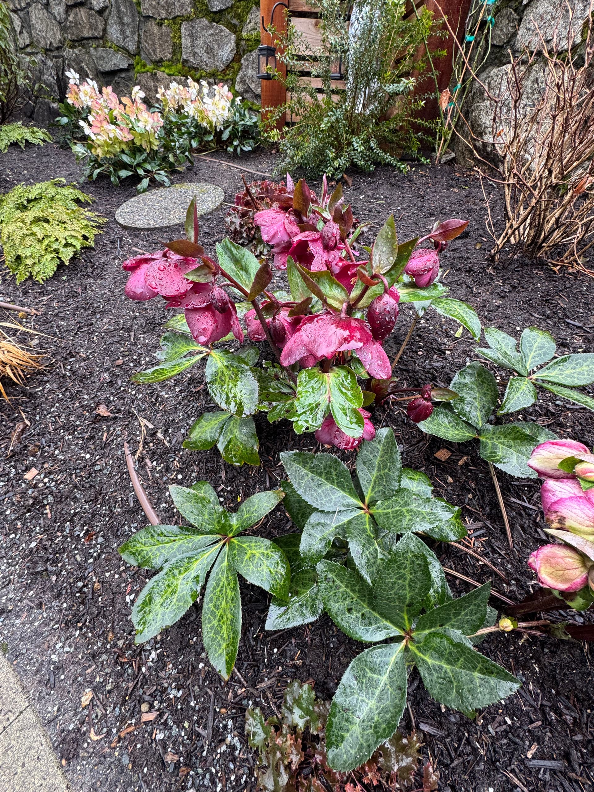 Gallery photos for Spring Blooms Brighten Up Victoria BC Gardens: Image #1