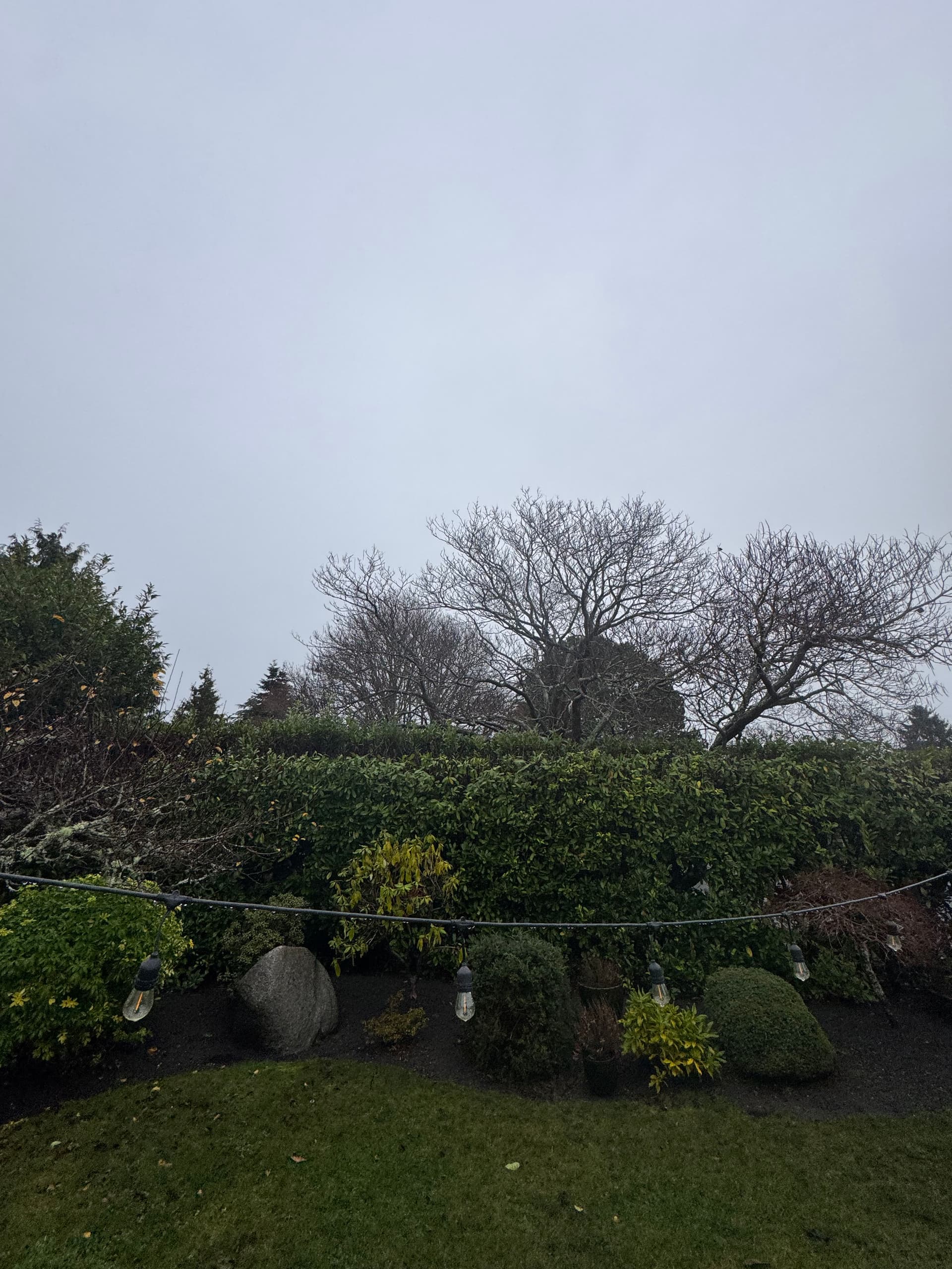 Taming Overgrown Hedges - The Friendly Gardener Solution