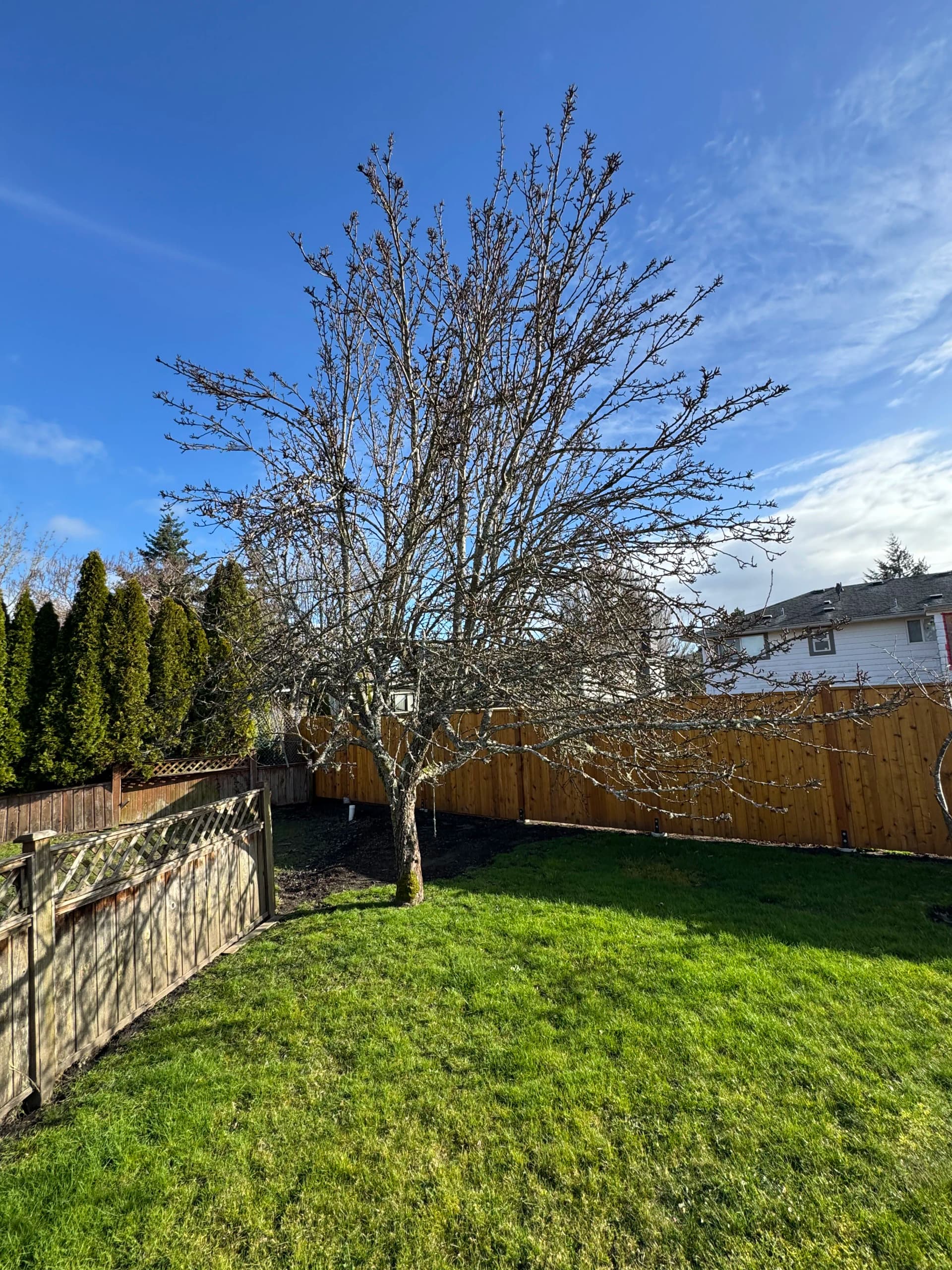 Gallery photos for Hard Pruning a Fruit Tree That Needed a Reset: Image #1