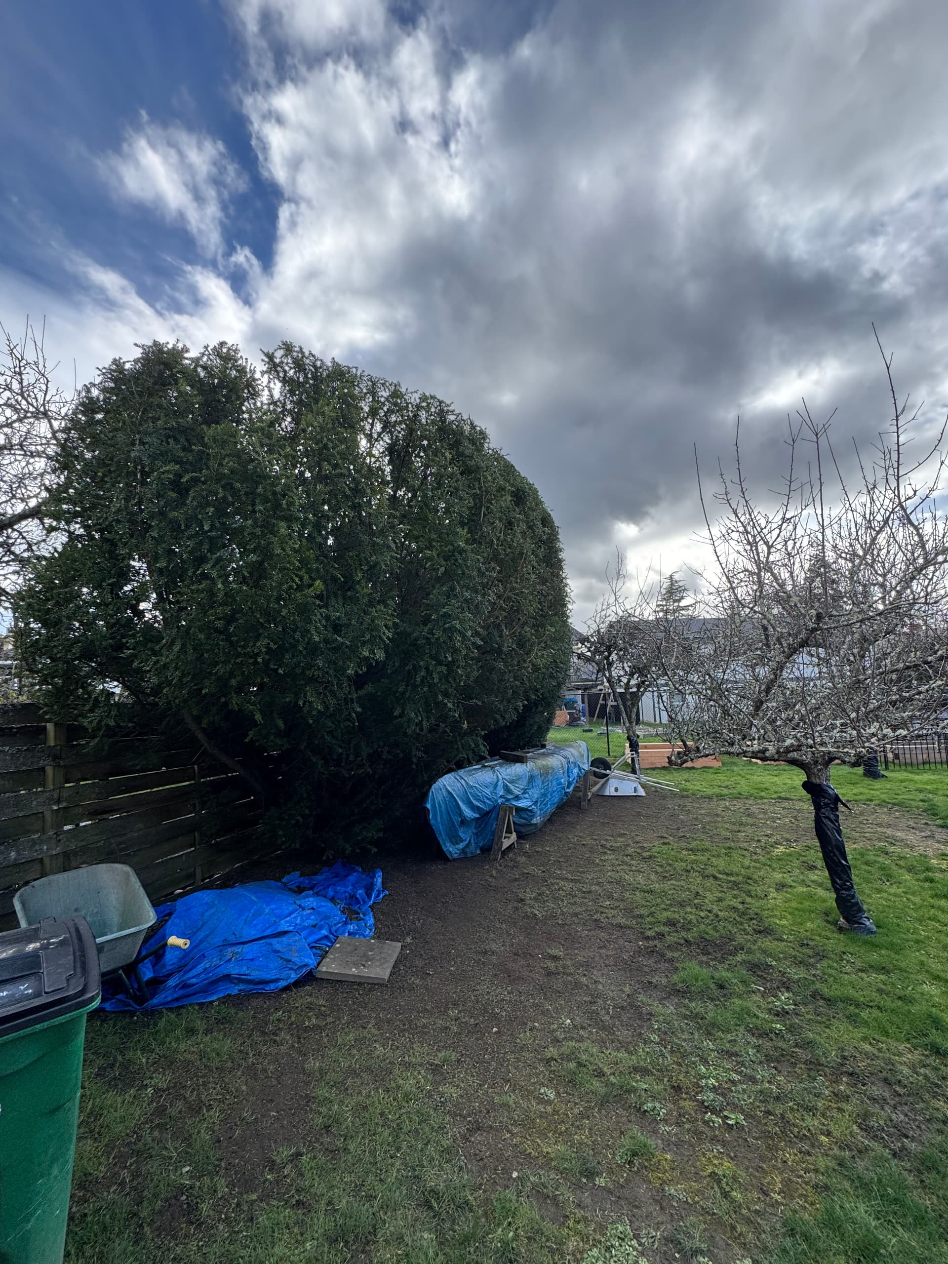 Trimming Success: A Large Pacific Yew Makeover image