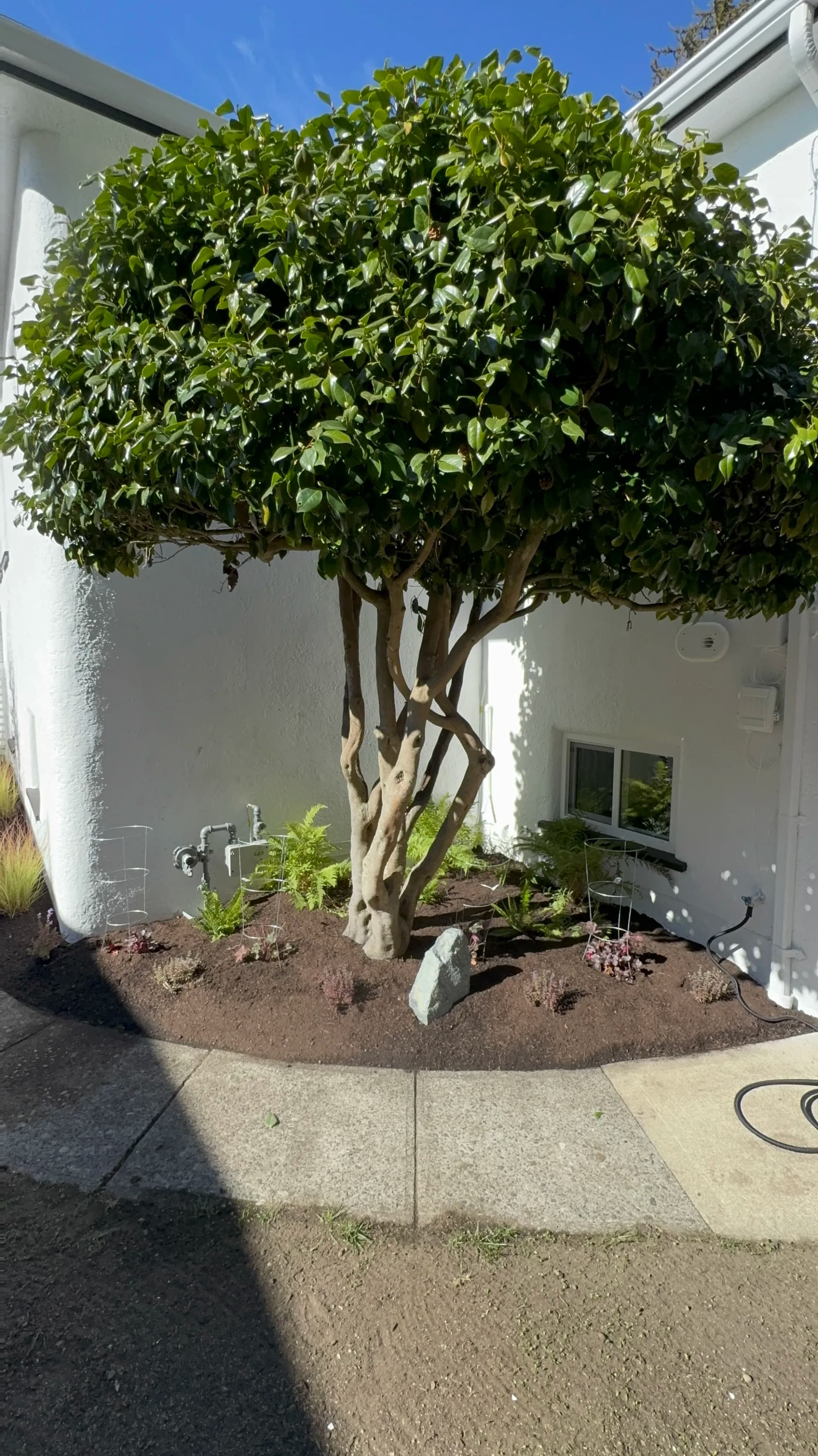 Fresh Bed Lines, Mulch, and Plantings That Only Get Better
