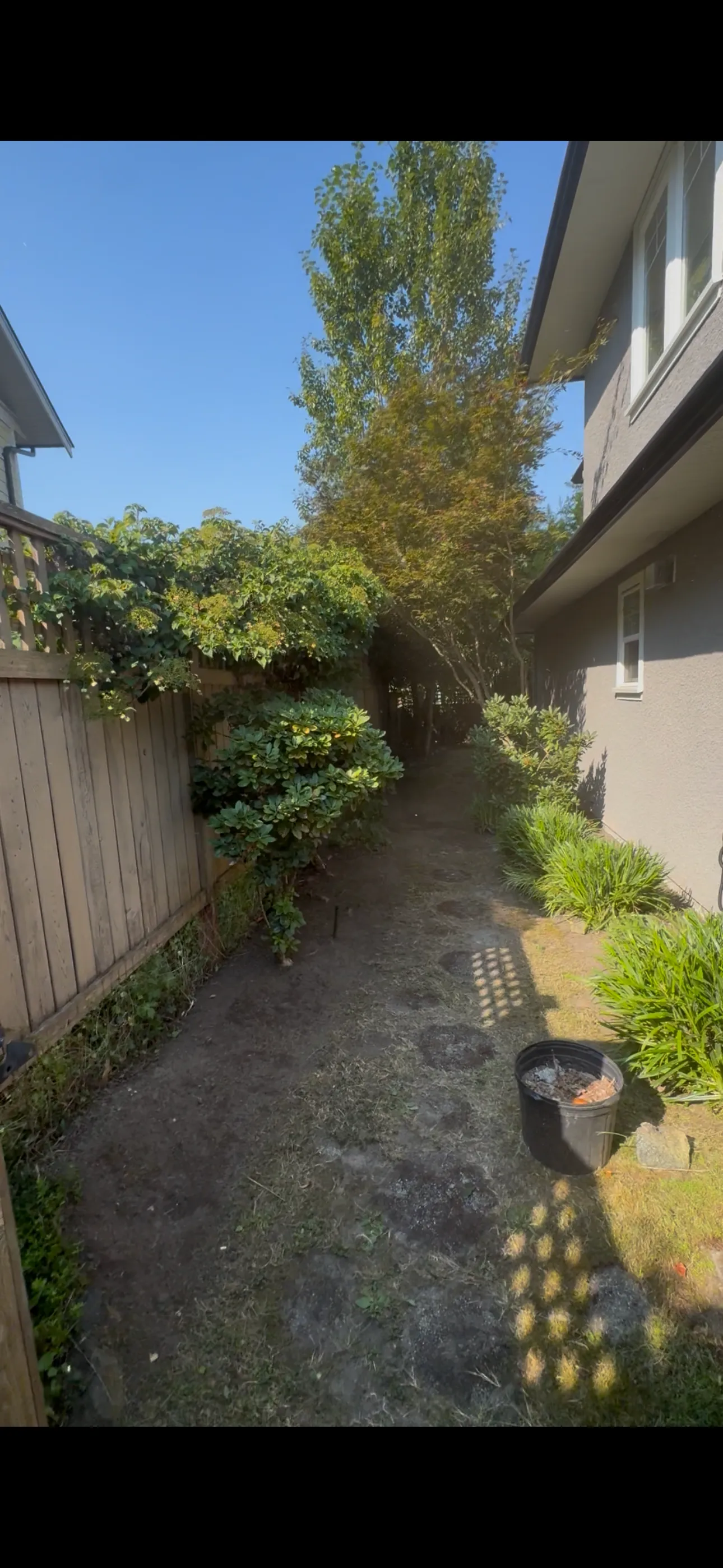 Project Side Yard Gone From Overgrown to Clean Stone Pathway image