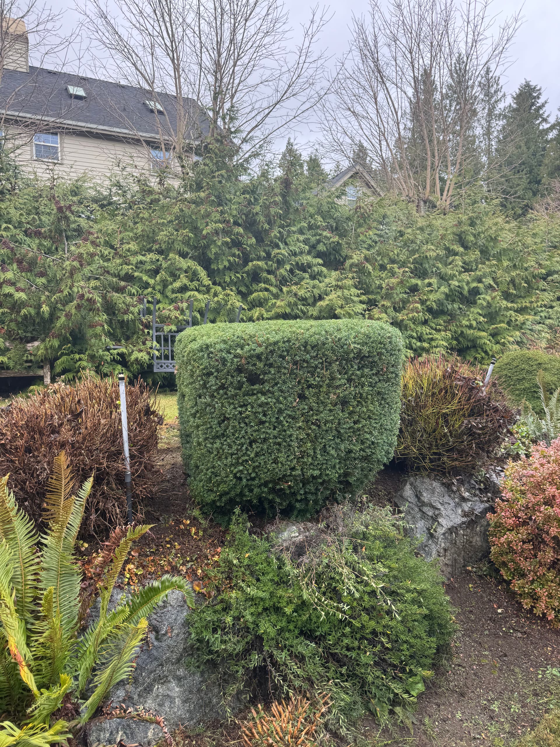Yew Shrub Masterfully Trimmed for a Fast Recovery