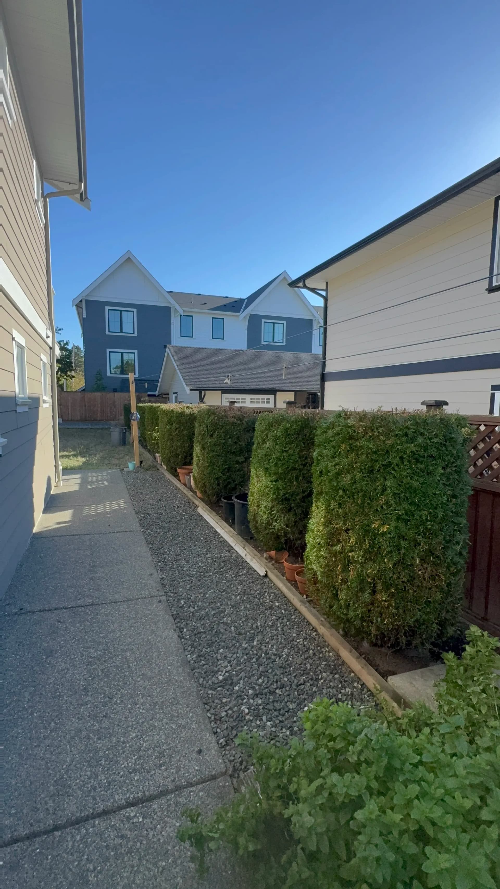 Overgrown Cedars Got a Serious Height Correction
