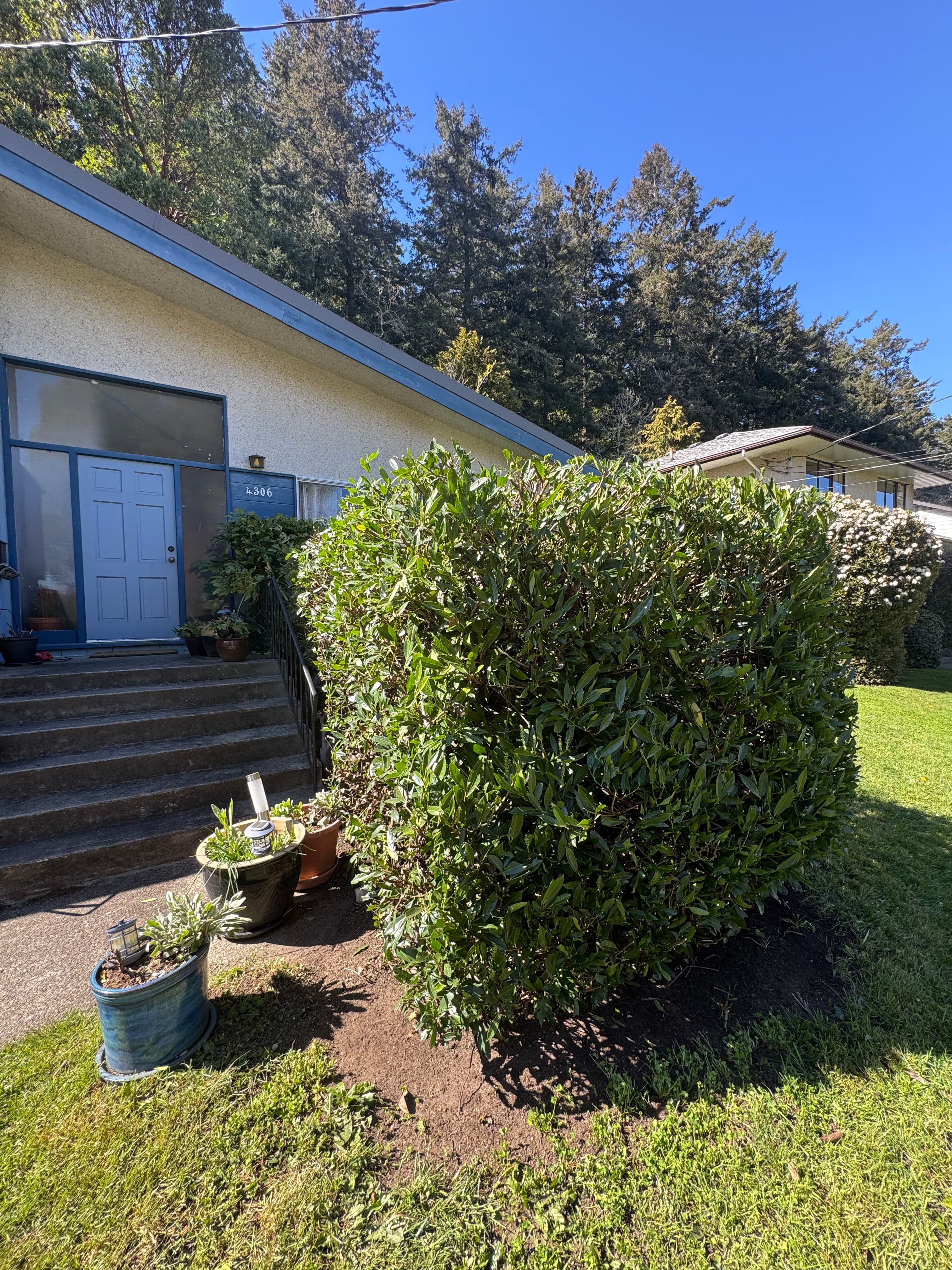 Project Hard Pruning Overgrown Laurels Back Into Shape image