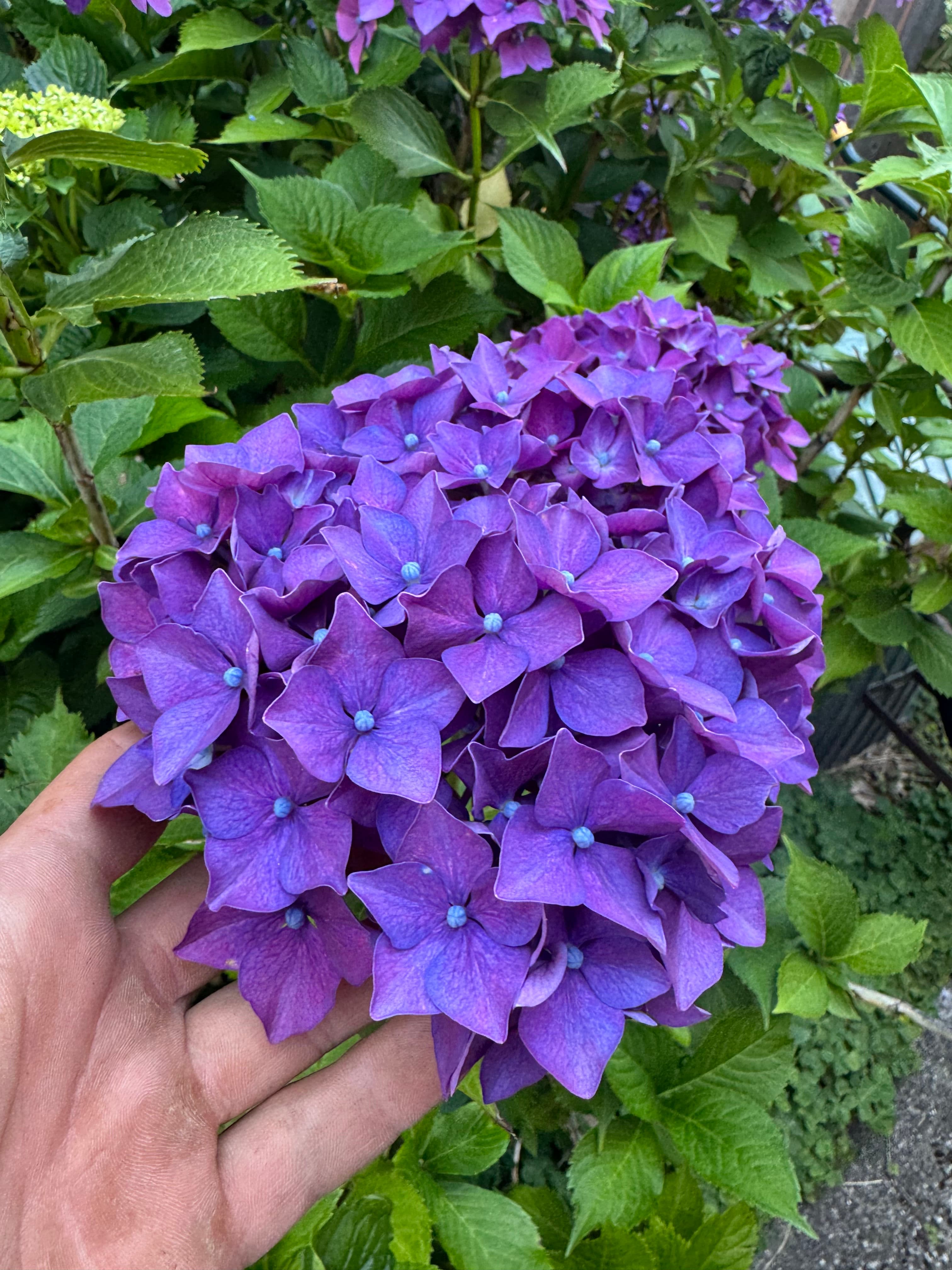 Project Why Hydrangeas Are a Garden Game-Changer image