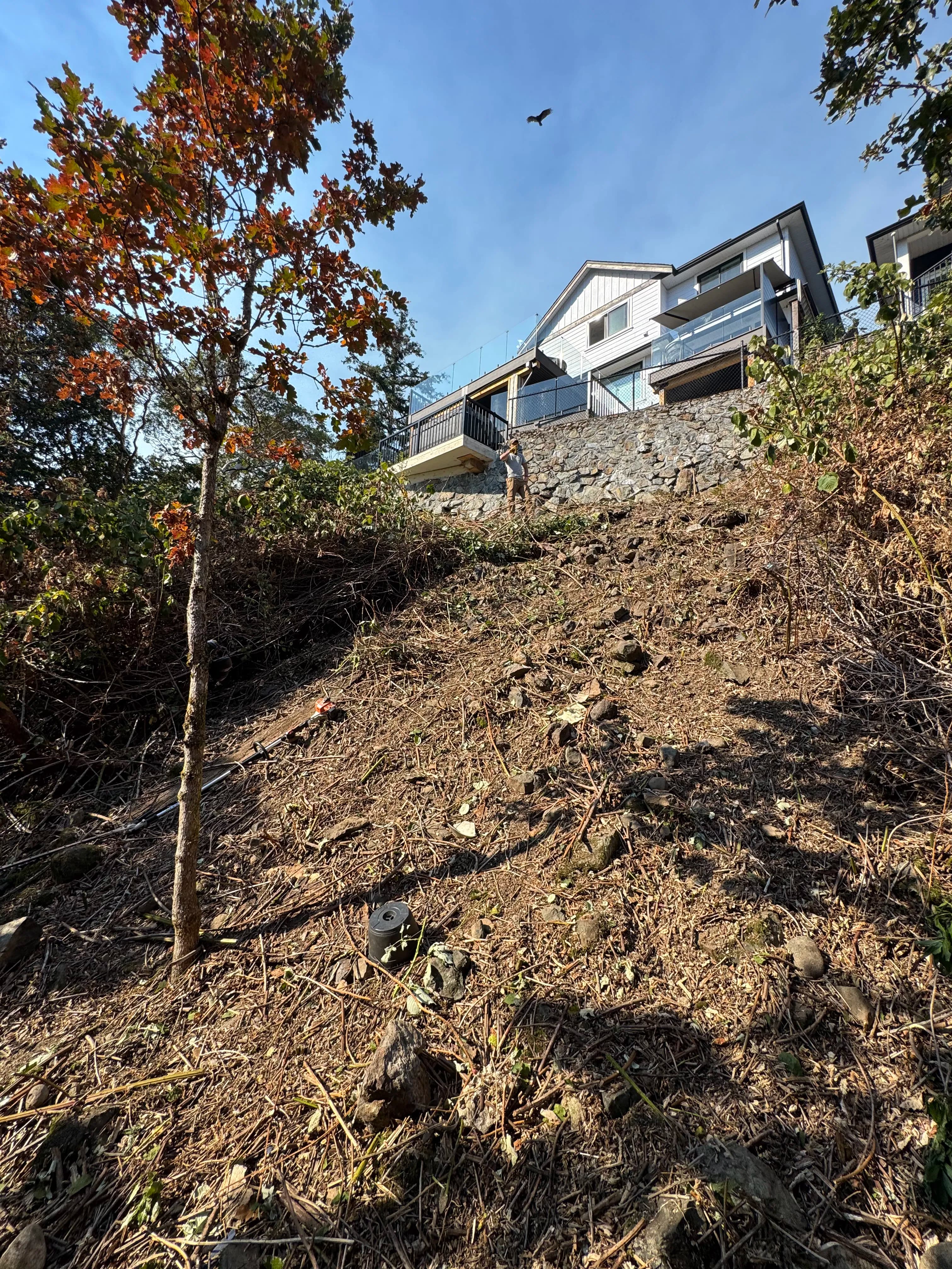 Project Hillside Blackberry Removal That Actually Gets the Job Done image