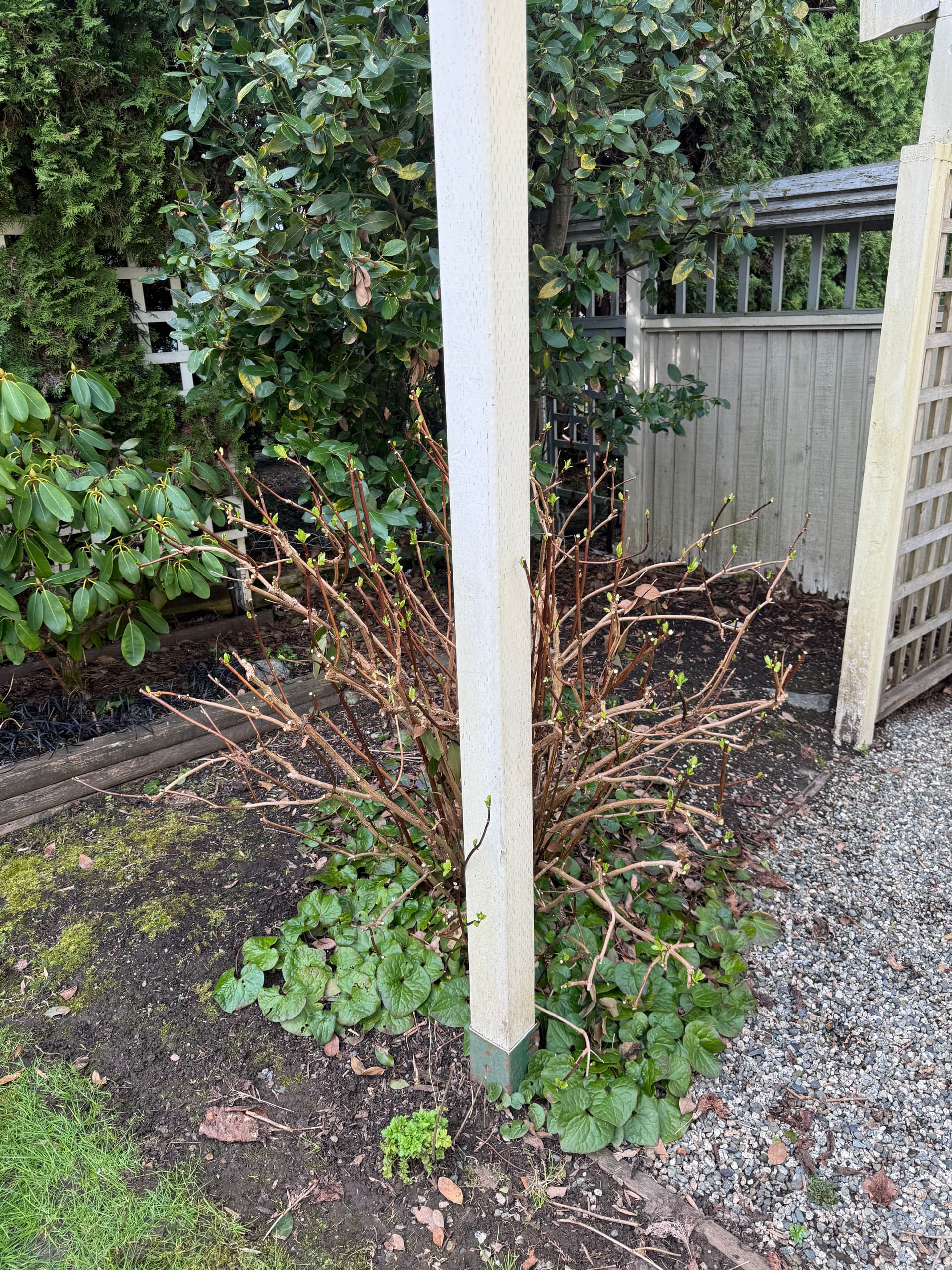 Gallery photos for Spring Refresh with Our Expert Pruning and Garden Maintenance: Image #1