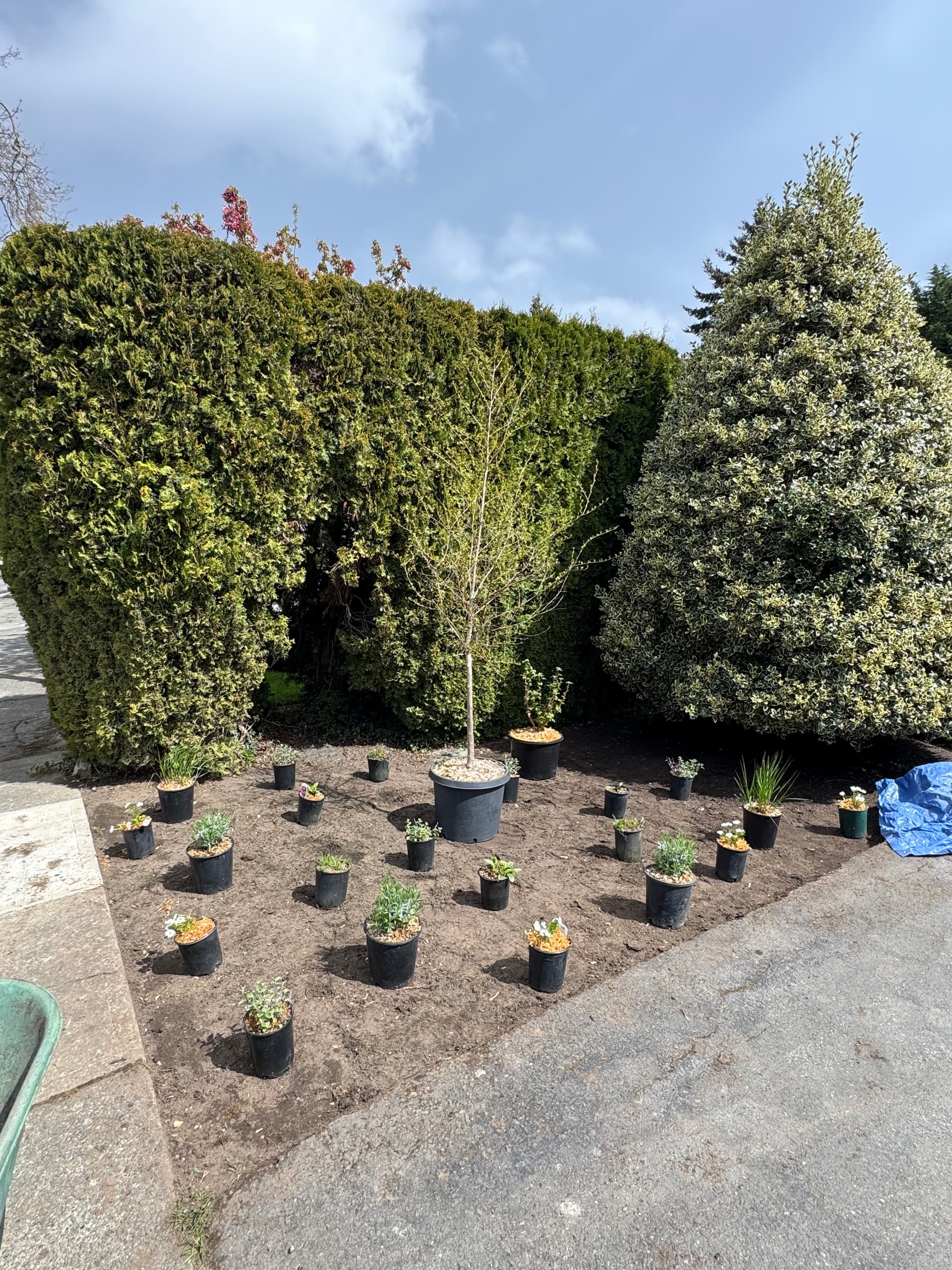 Gallery photos for Bare Grass Strip Gets a Full Pollinator Planting Bed: Image #2