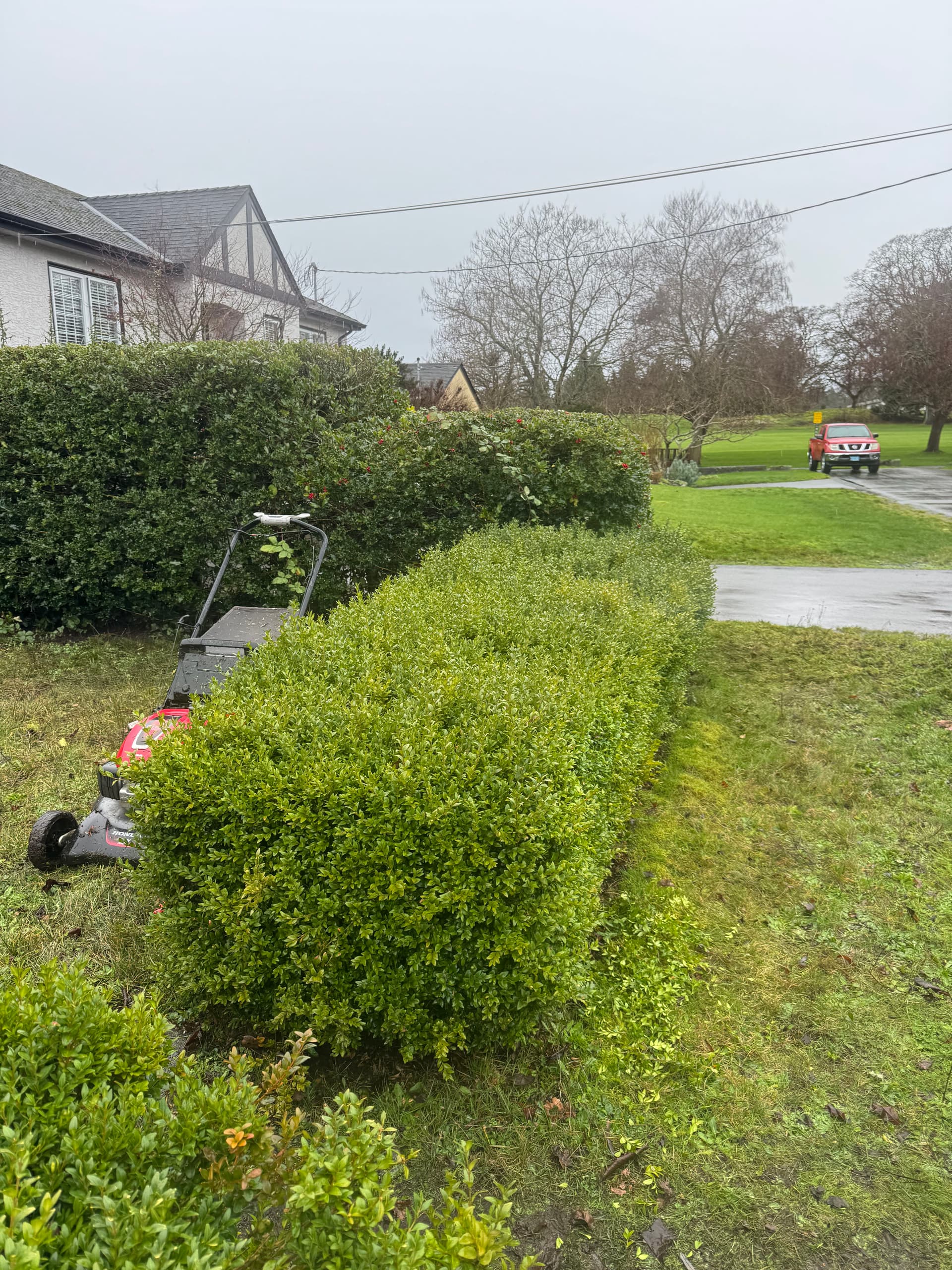 Hedge Transformation at The Friendly Gardener image