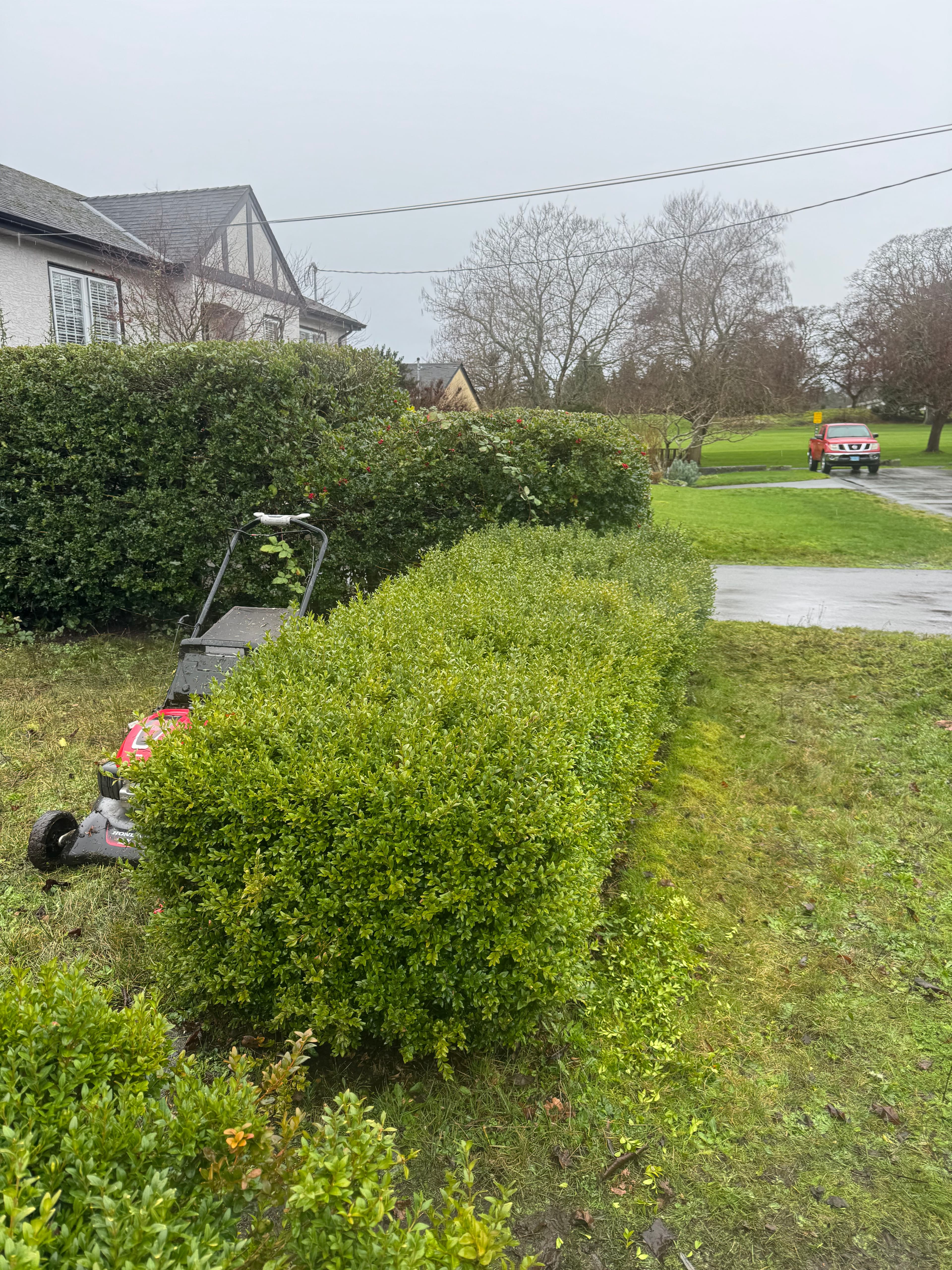 Project Hedge Transformation at The Friendly Gardener image