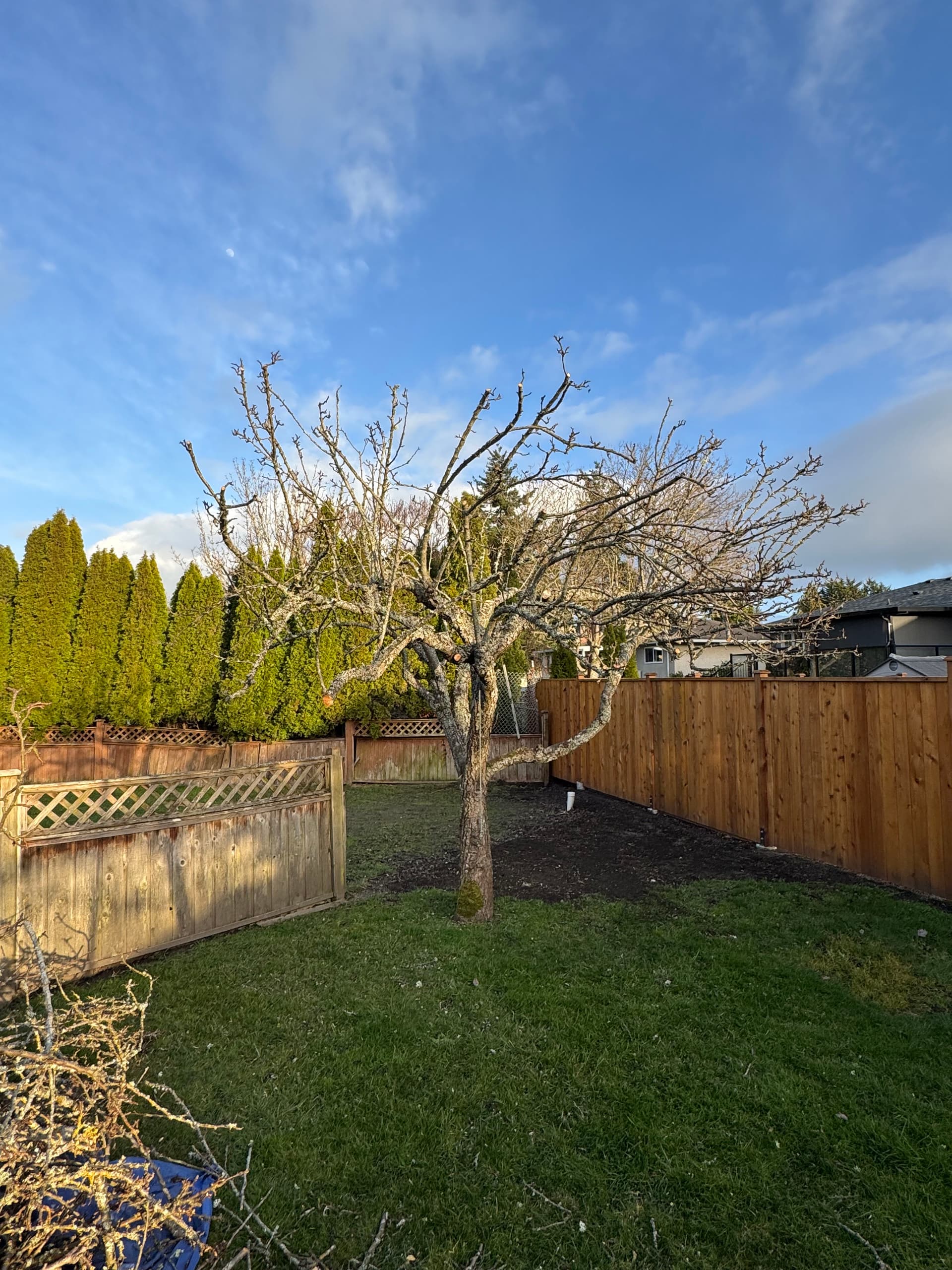 Gallery photos for Tree Trimming Journey for a Healthier Garden: Image #1