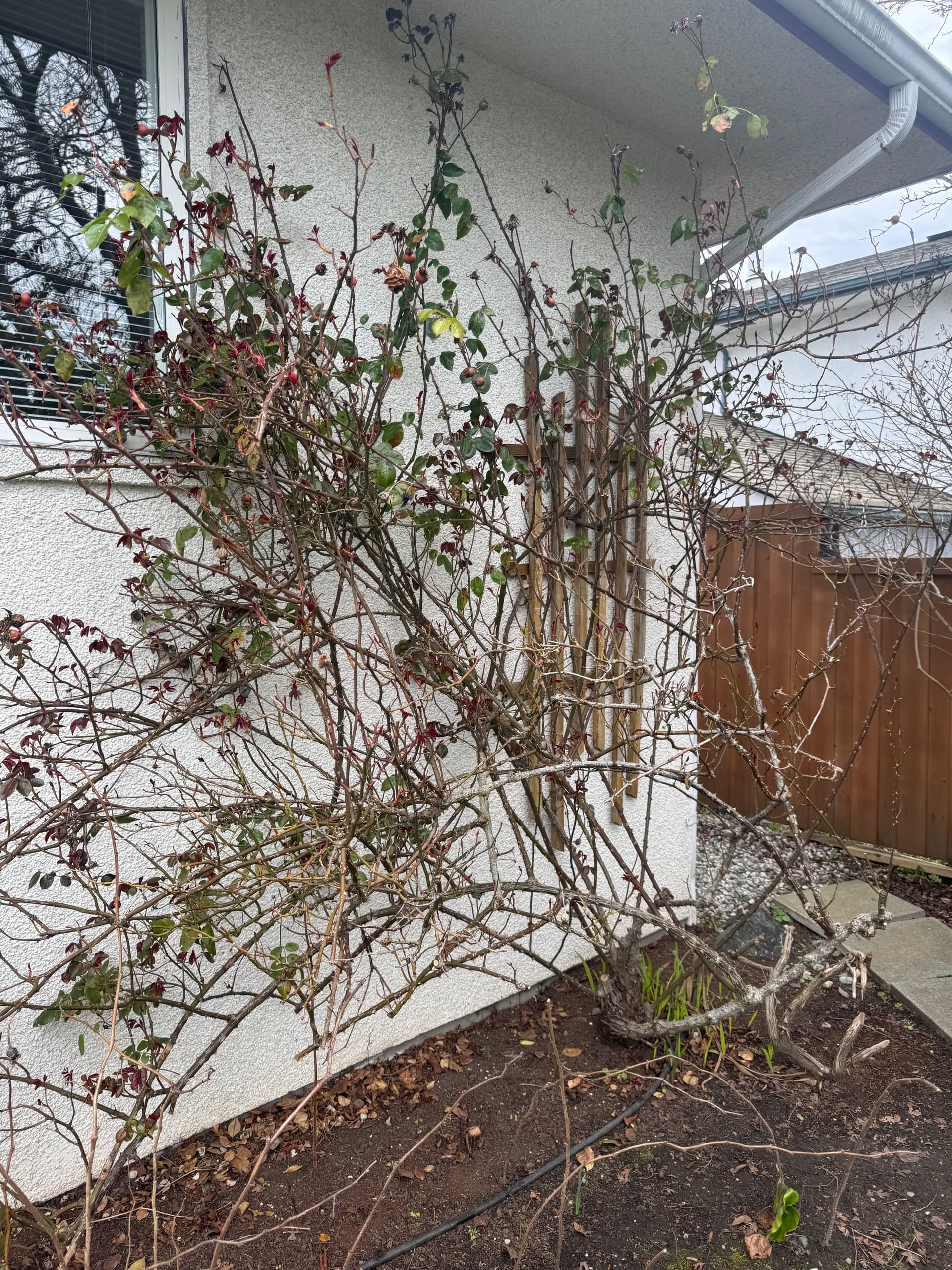 Preparing Gardens for Spring with Expert Rose Pruning