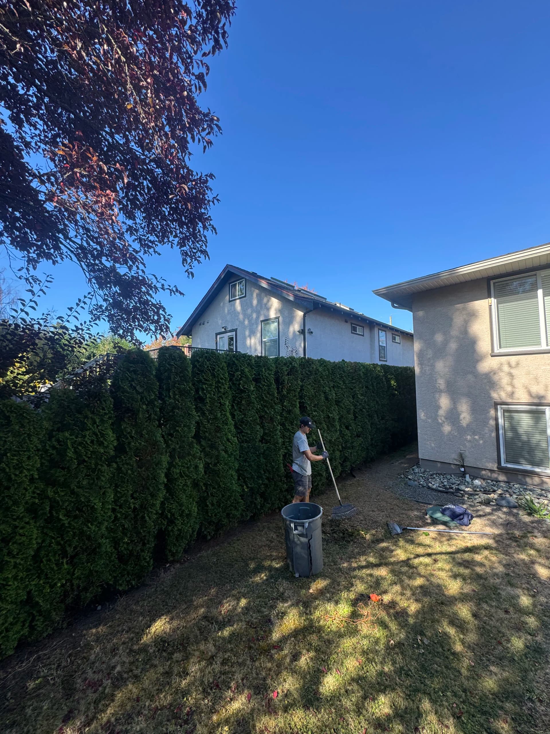 Cedar Hedges That Get Away From You Fast image
