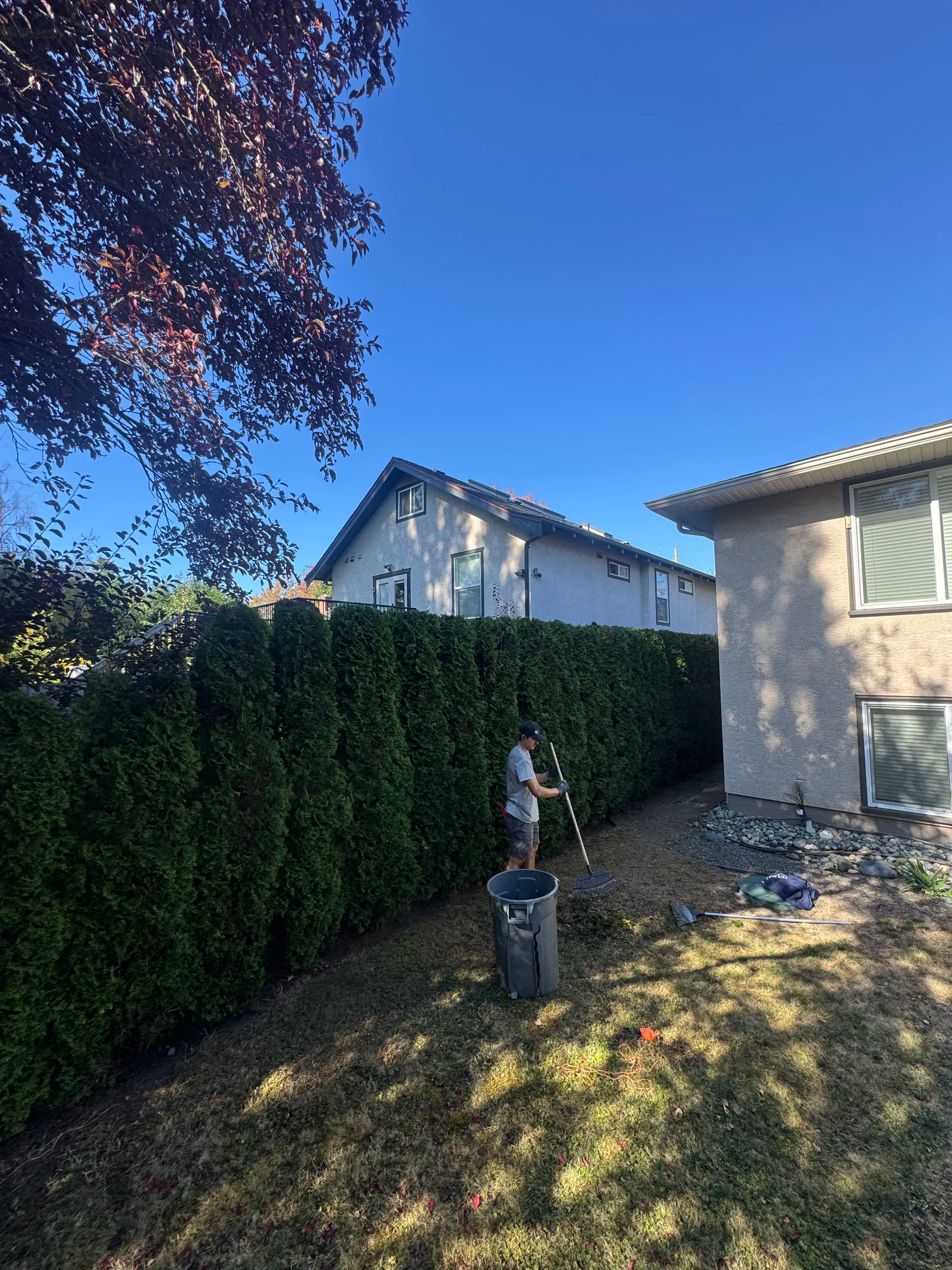 Project Cedar Hedges That Get Away From You Fast image