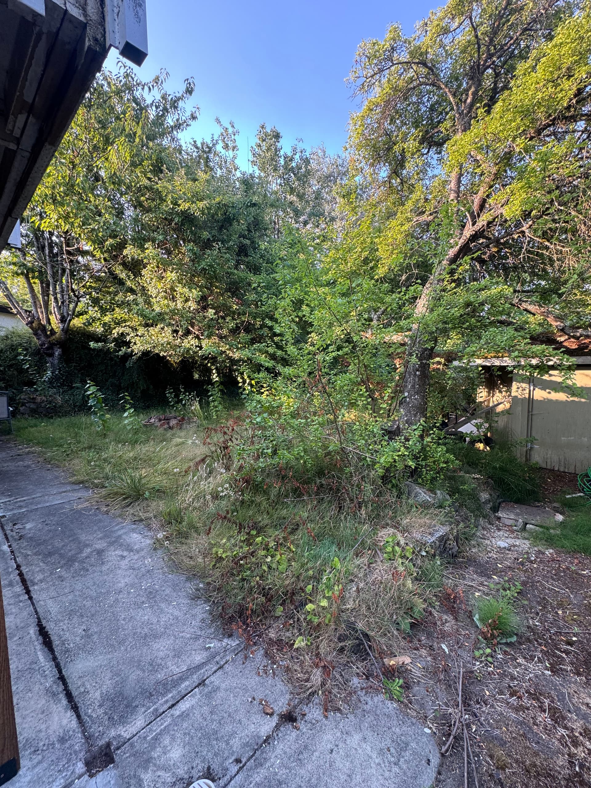 Gallery photos for Victoria Backyard Cleanup That Gave a Family Their Space Back: Image #2