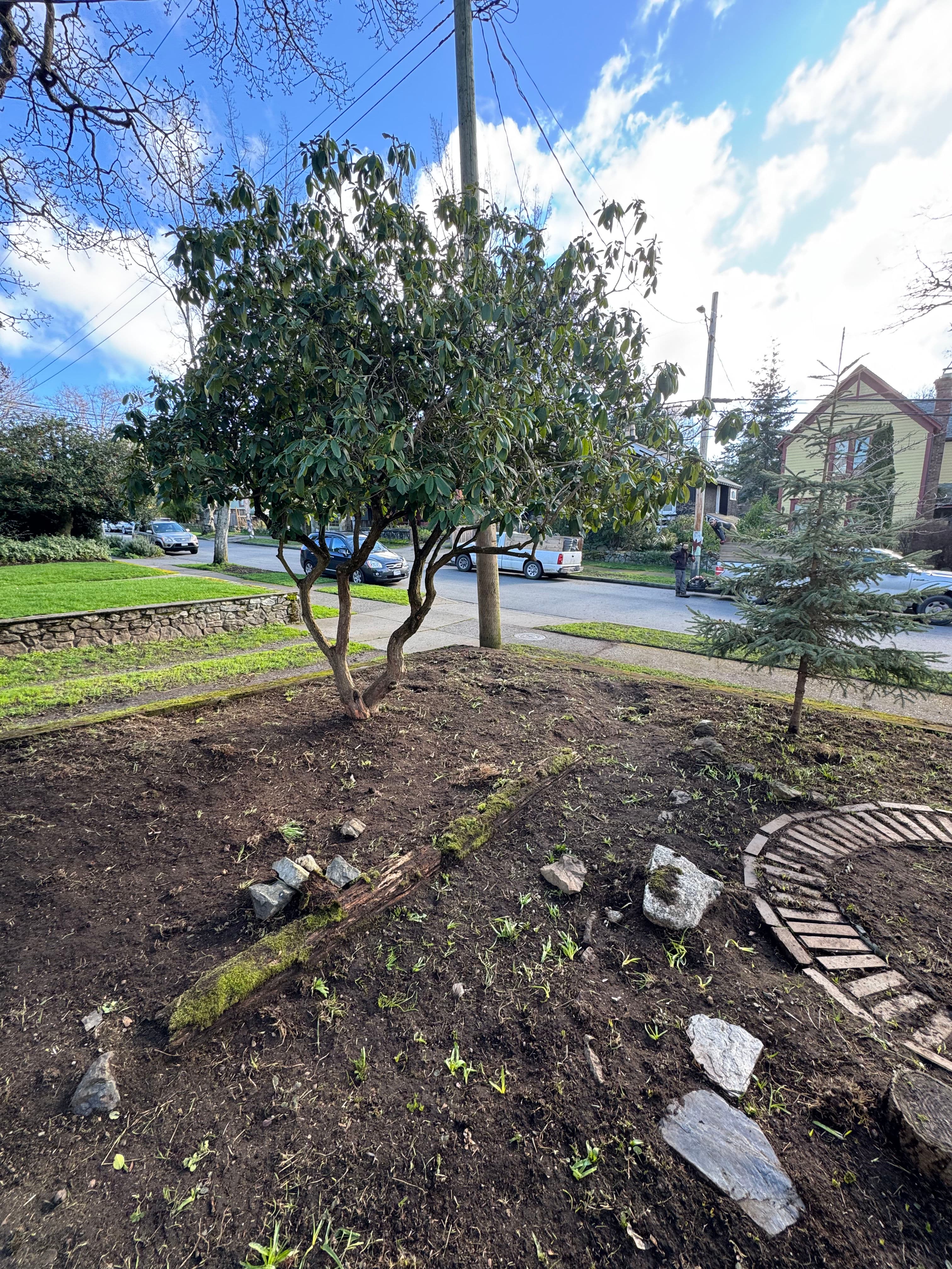 Project Enhancing Garden Beauty with Expert Pruning image