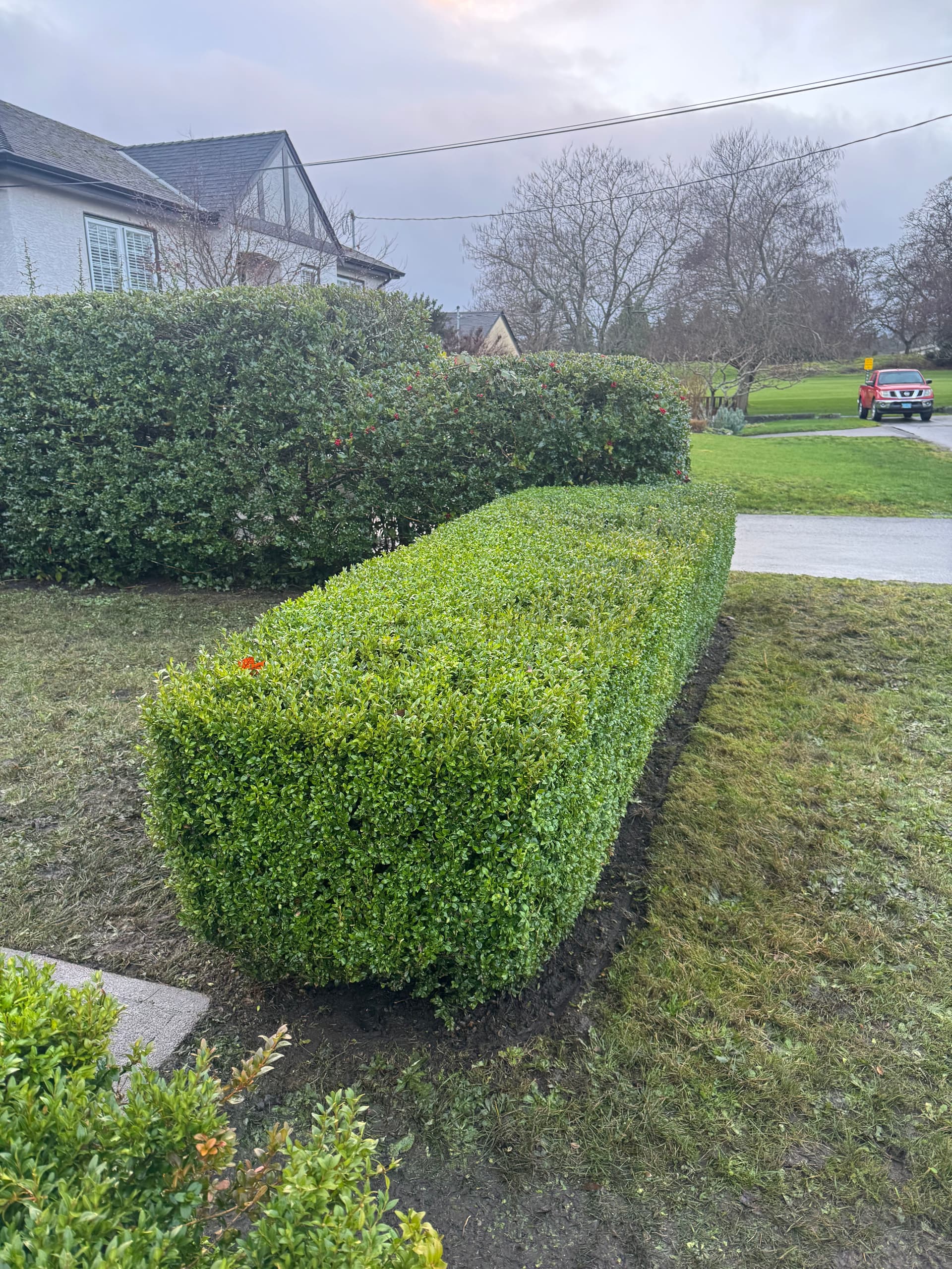 Gallery photos for Hedge Transformation at The Friendly Gardener: Image #1