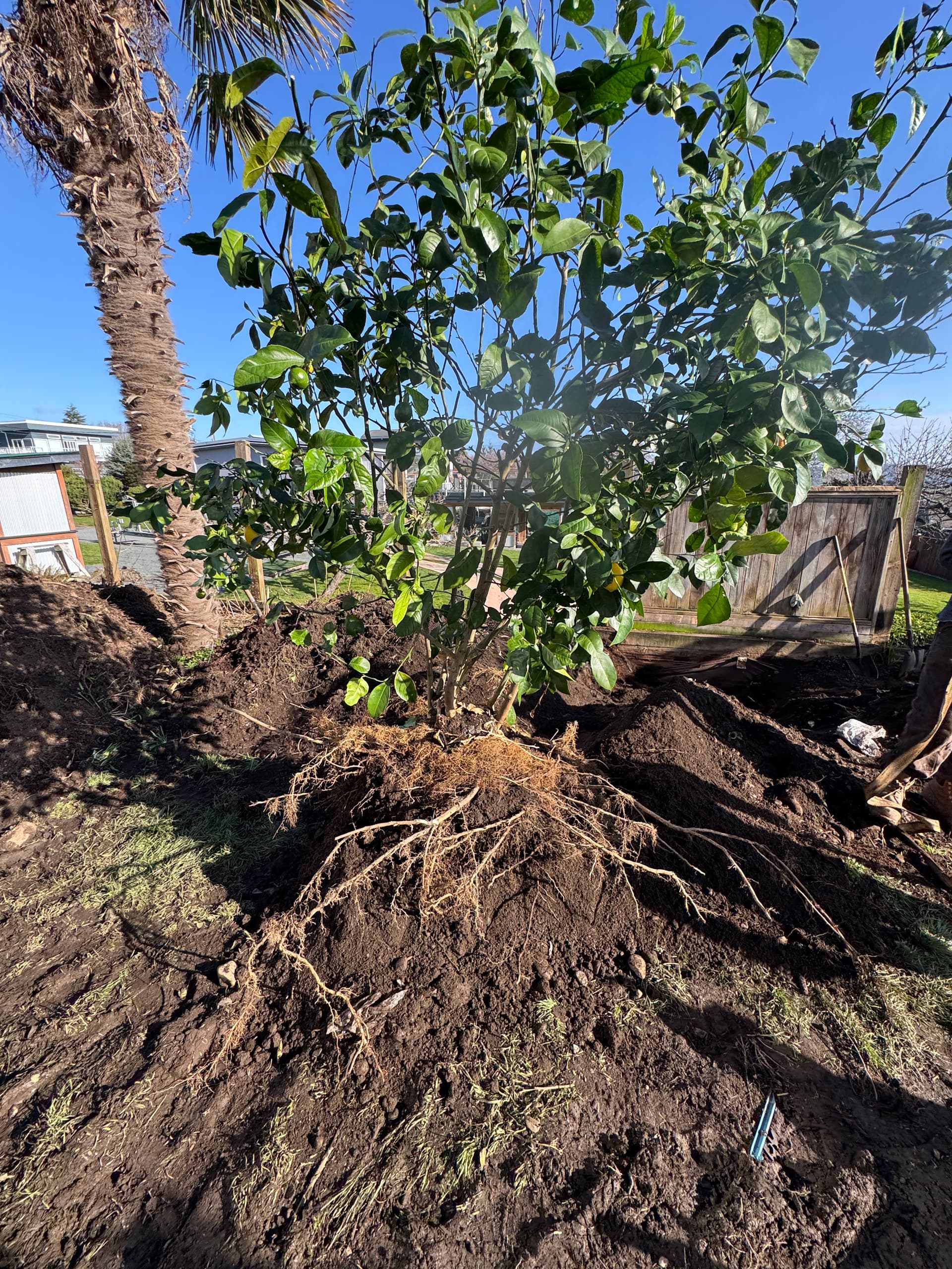 Gallery photos for Mature Lemon Trees Get a Second Chance With a Careful Transplant: Image #2