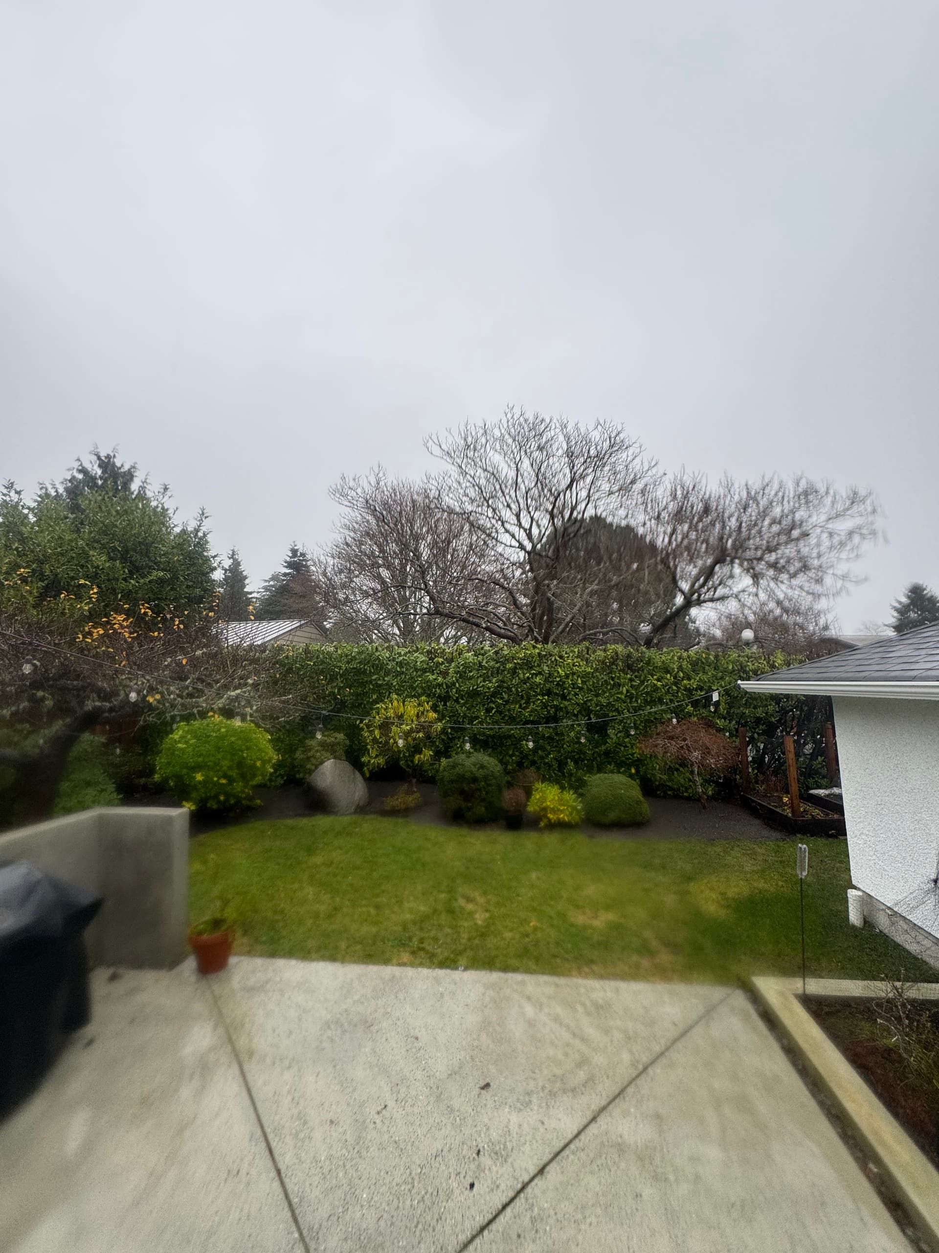 Gallery photos for Taming Overgrown Hedges - The Friendly Gardener Solution: Image #1