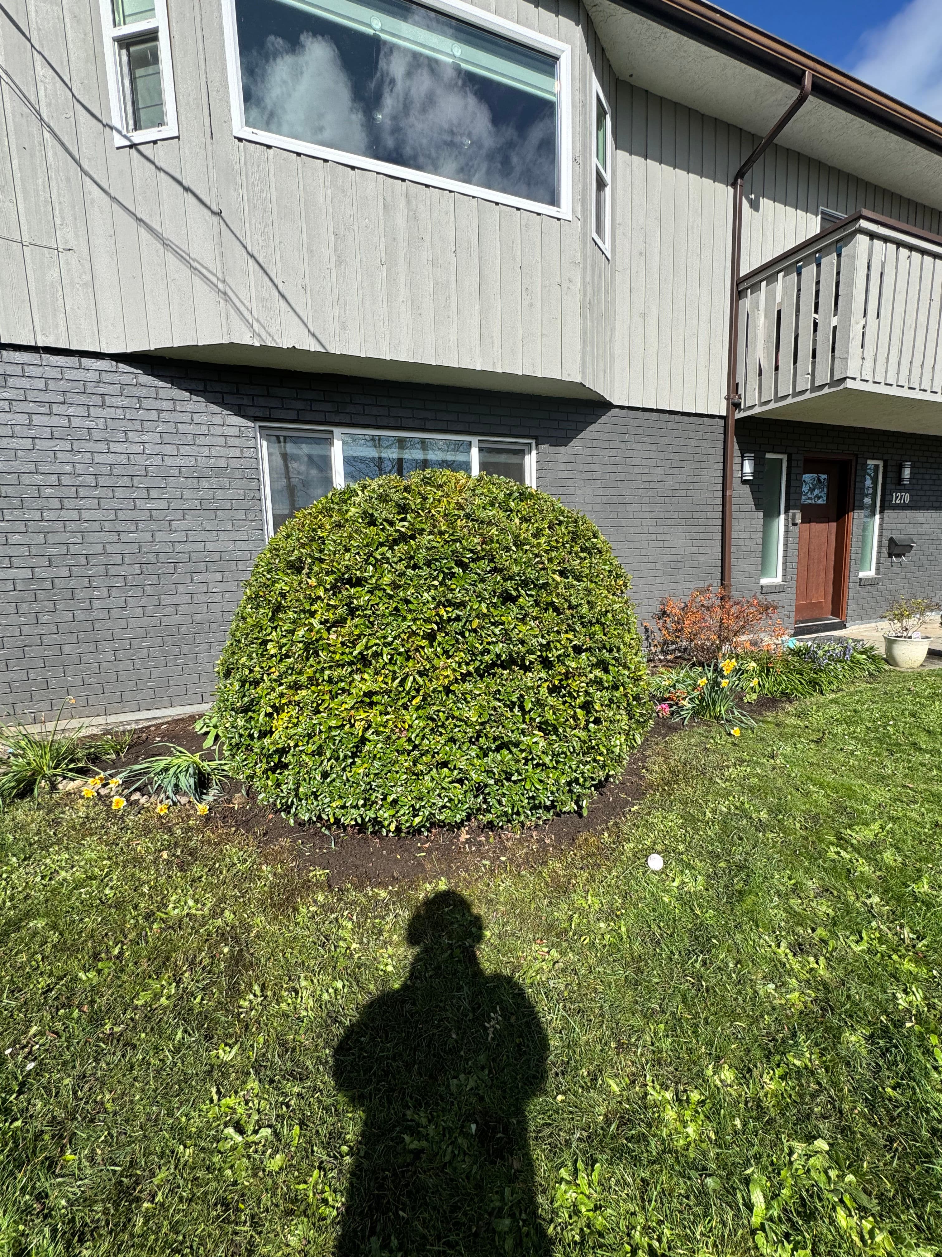 Project Perfect Hedge Pruning for a Neat Look image