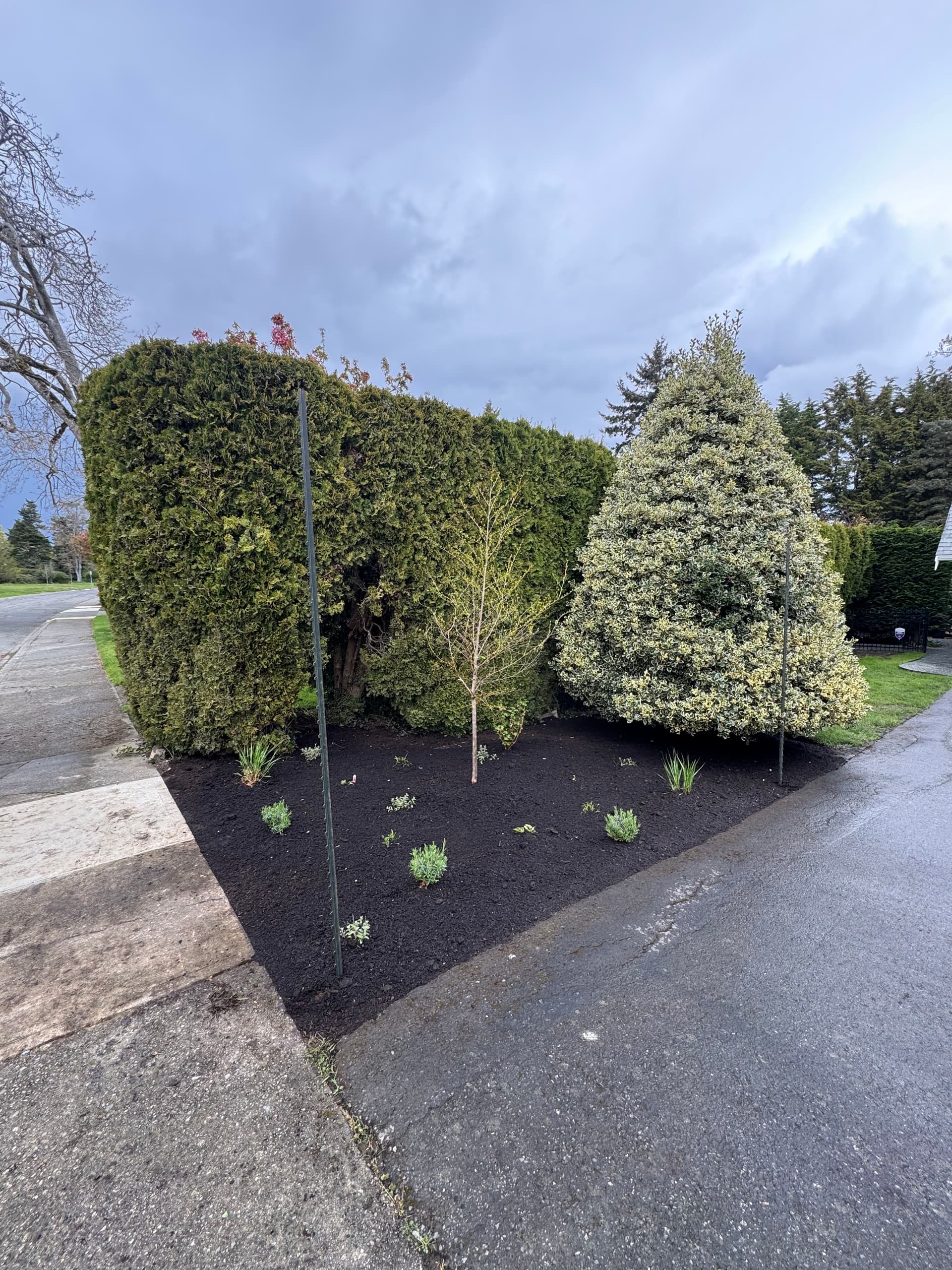 Bare Grass Strip Gets a Full Pollinator Planting Bed image