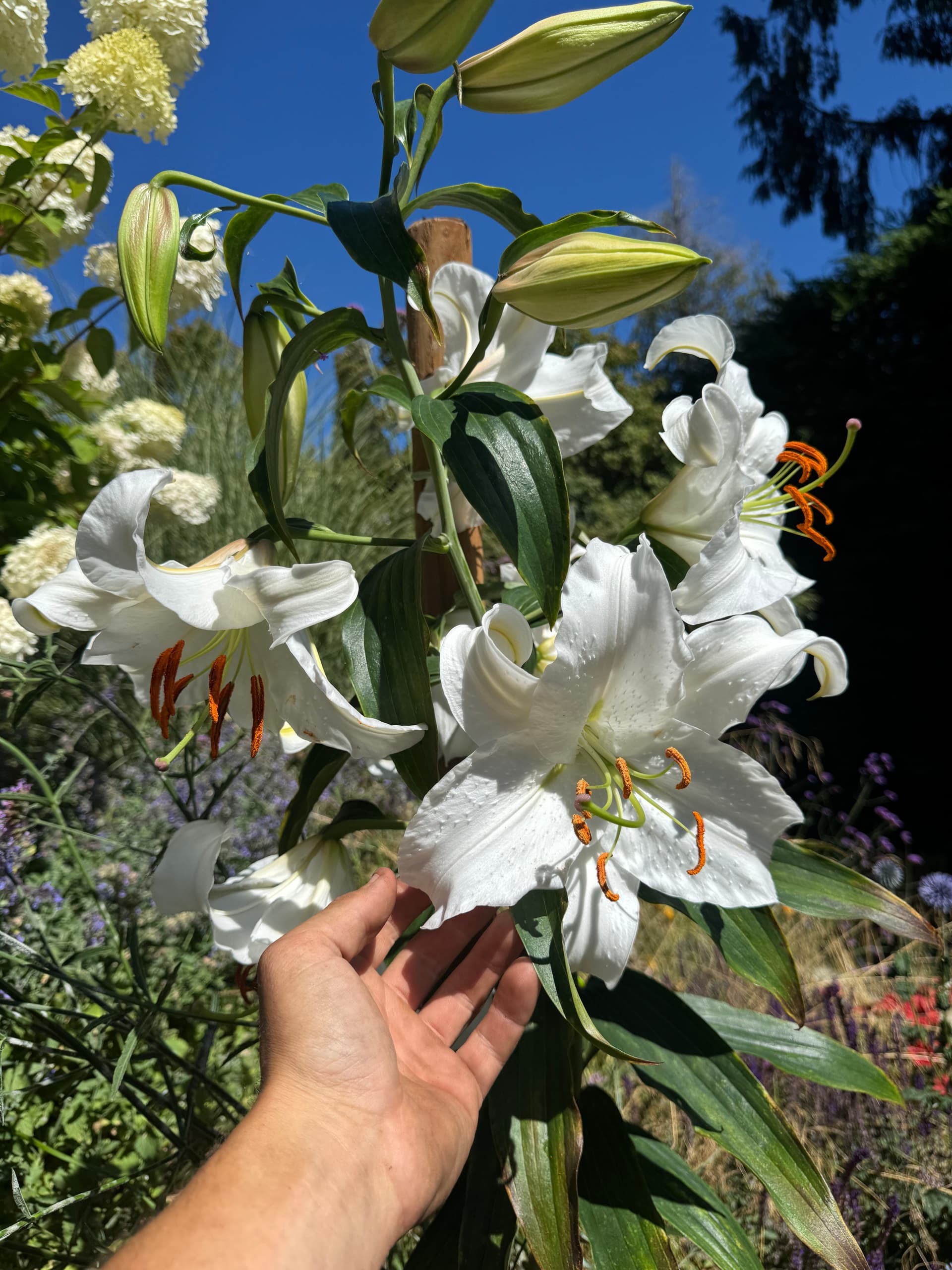 White Lilies Blooming at Their Best This Summer