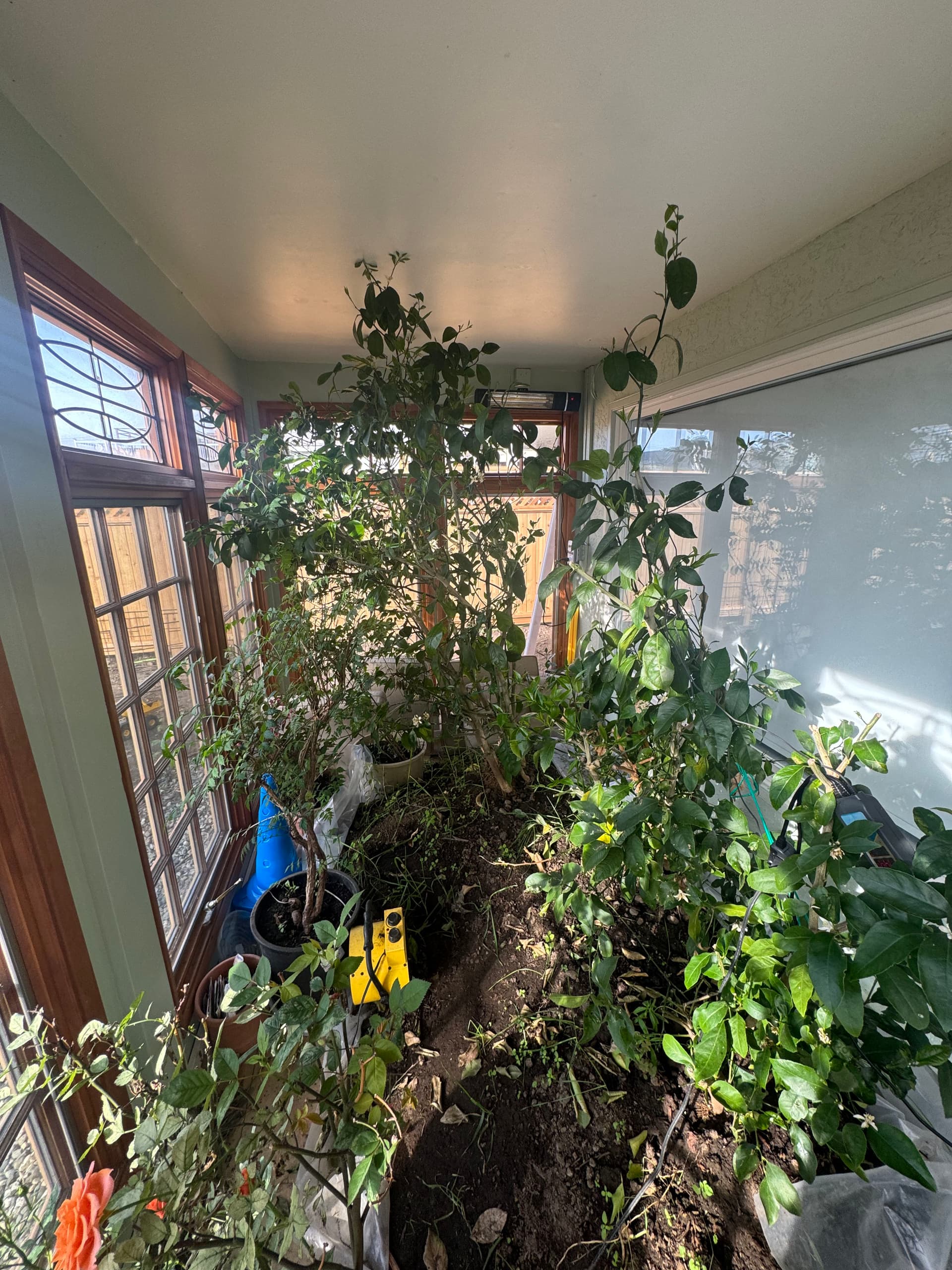 Gallery photos for Mature Lemon Trees Get a Second Chance With a Careful Transplant: Image #1