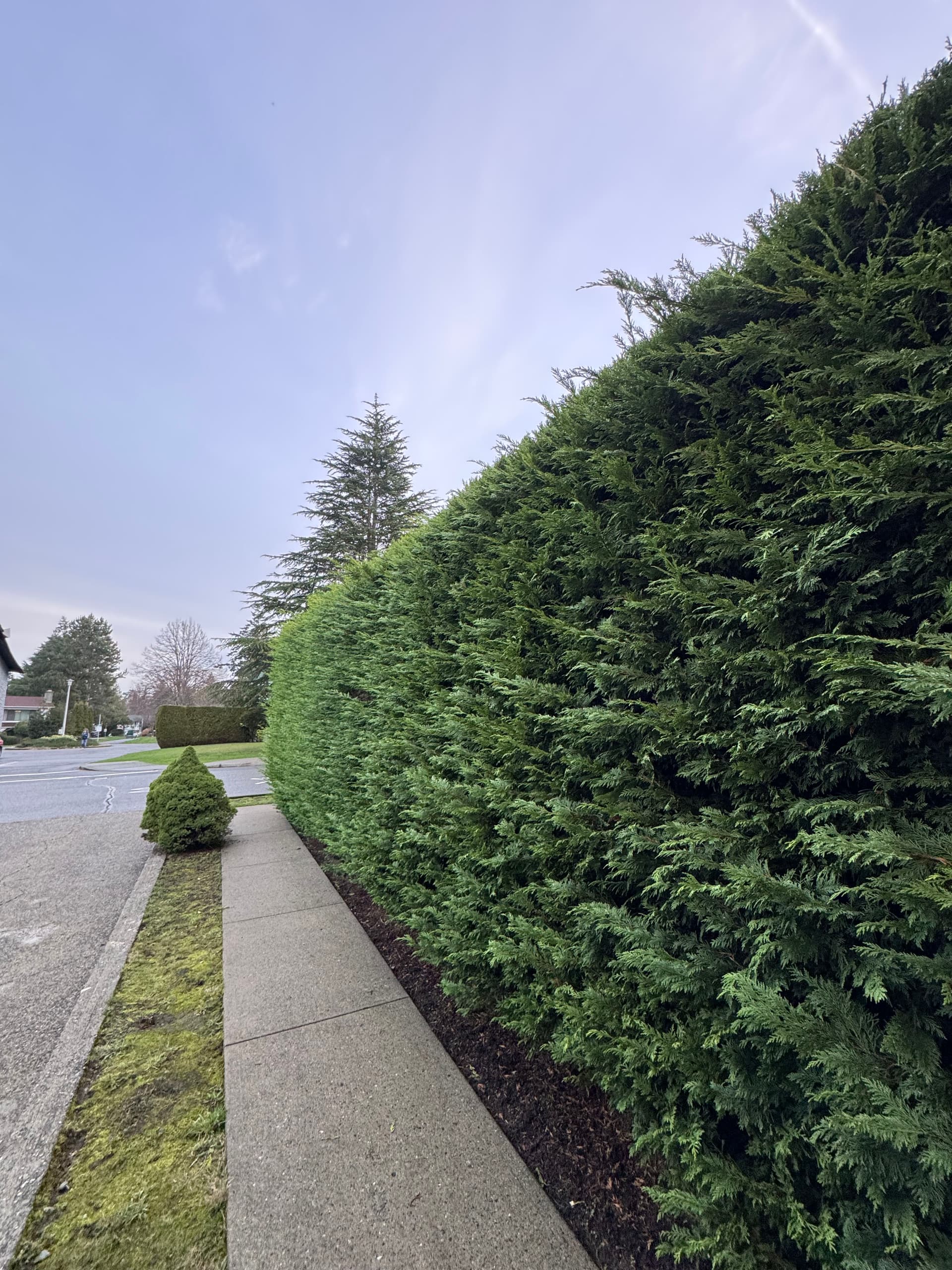 The Friendly Gardener Keeps Pathways Perfectly Trimmed