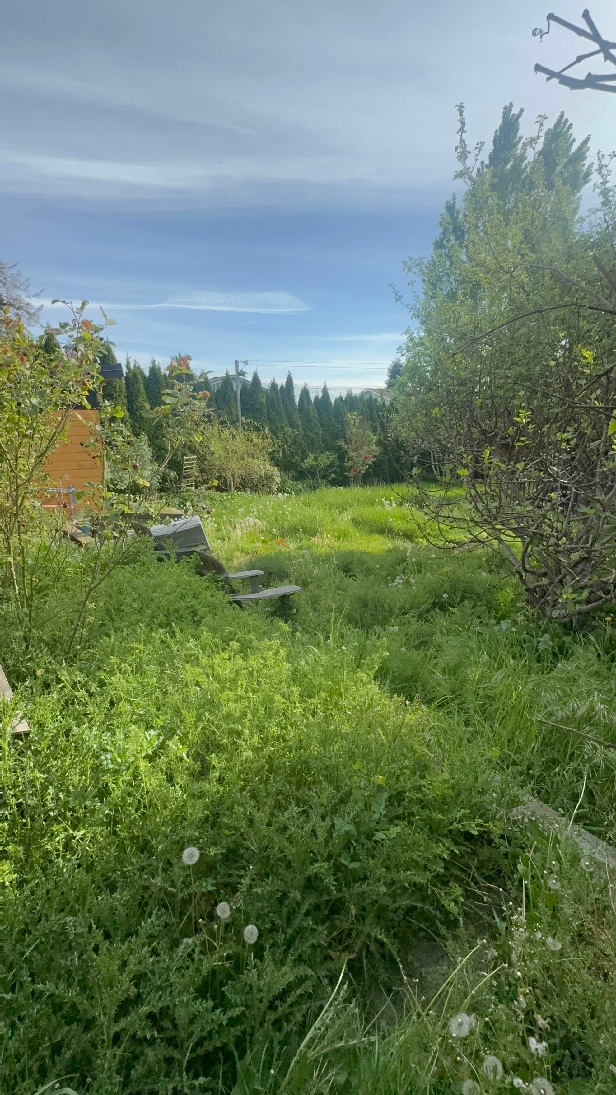 Project Solarizing Overgrown Garden Beds for a Weed-Free Fresh Start image