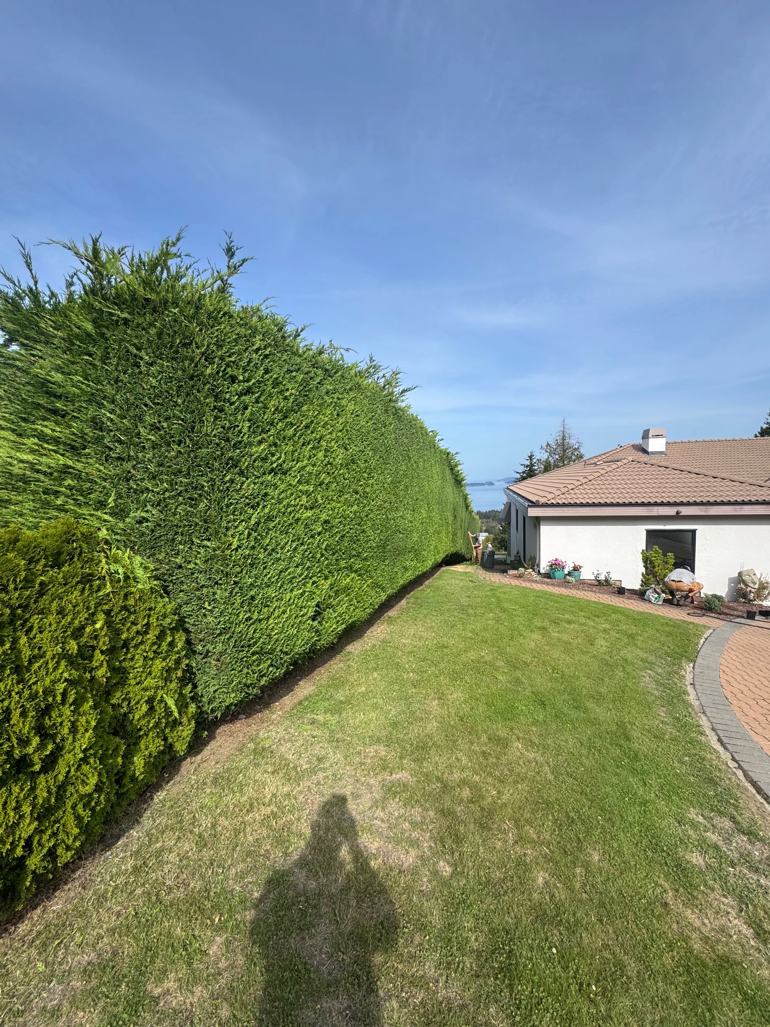 Project Josh and Isaiah Tackle a Towering Cedar Hedge image